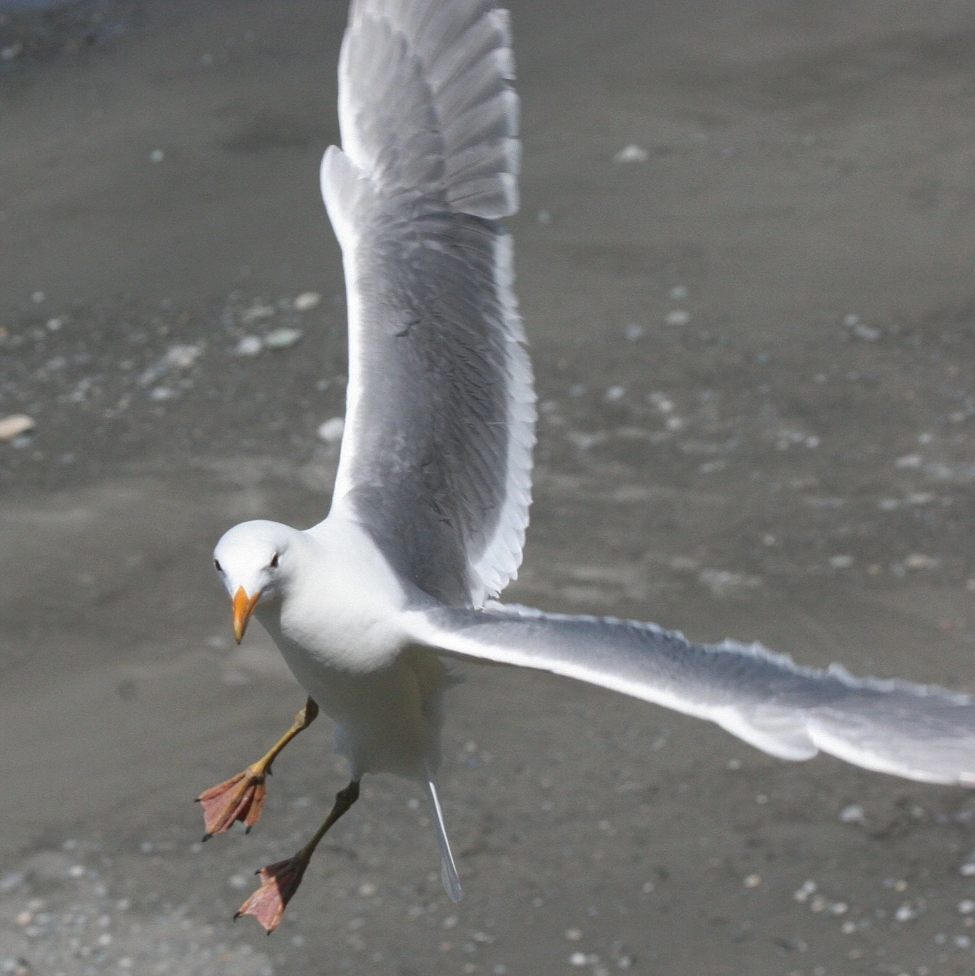 BIRD - GULL - GLAUCOUS WINGED GULL - DUNGENESS SPIT WILDLIFE RESERVE WA.JPG