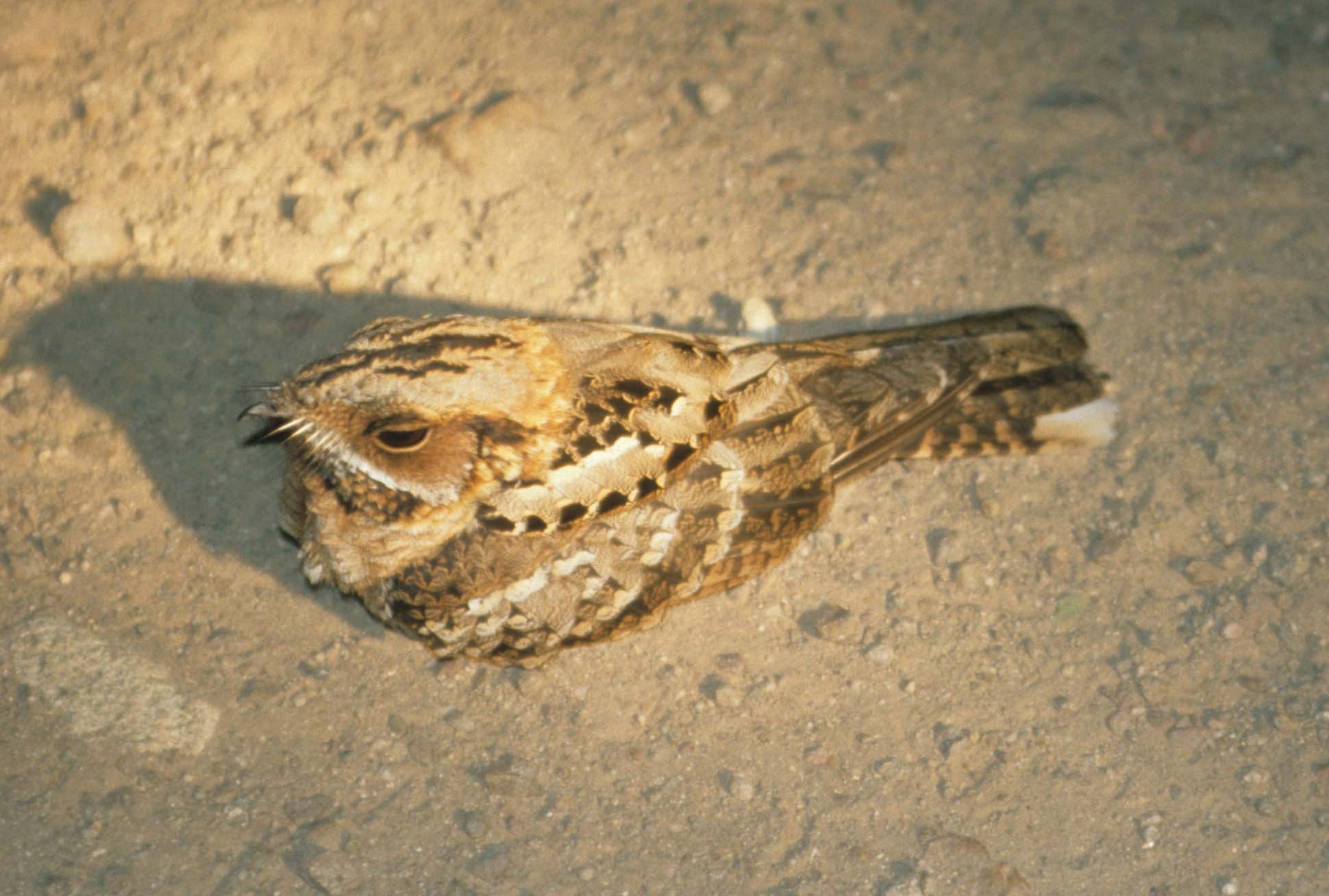 BIRDS - NIGHTJAR - FIERYNECKED.jpg