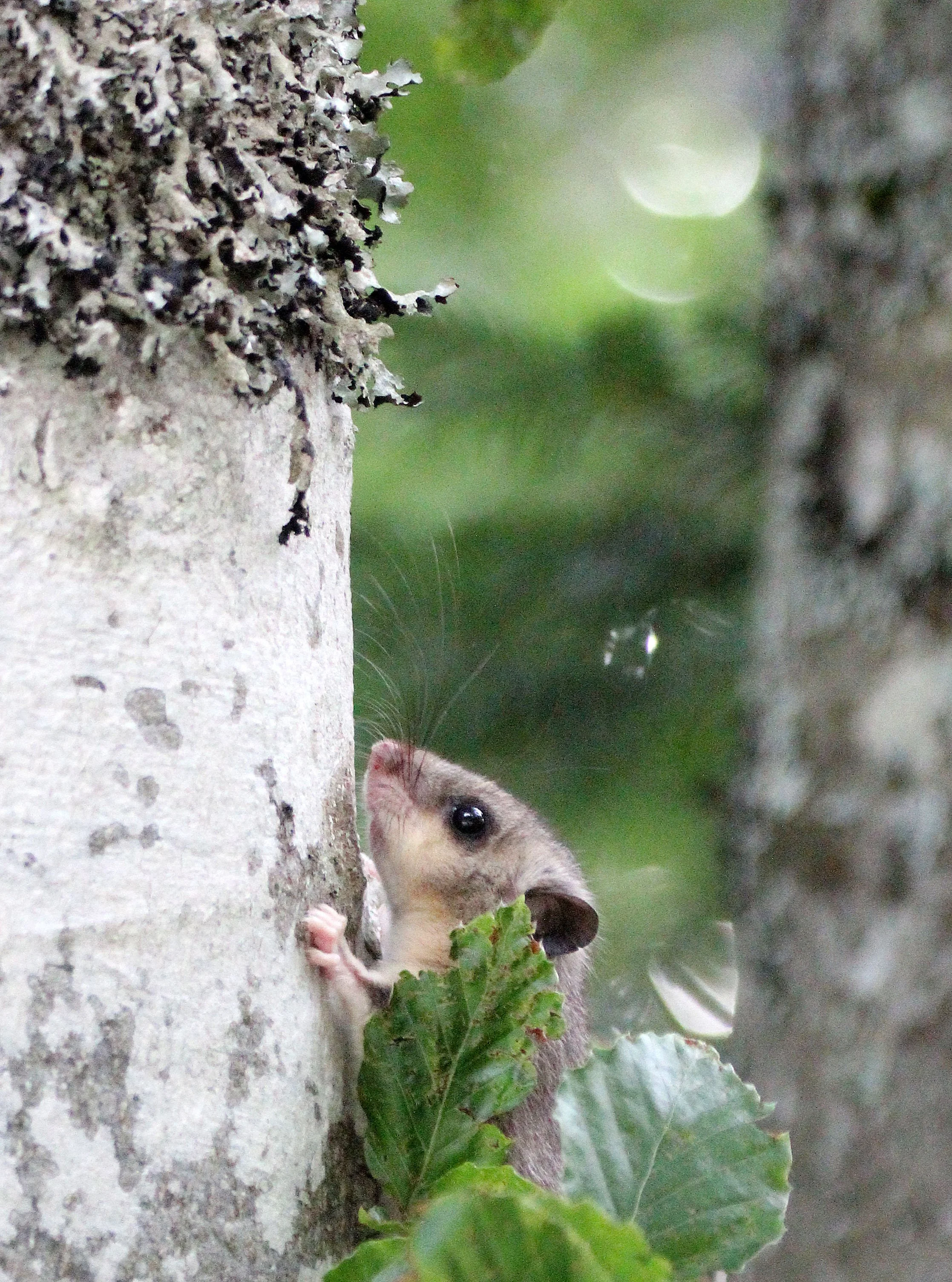 Glis glis - FAT OR EDIBLE DORMOUSE -VERCORS NATIONAL PARK FRANCE (15).JPG
