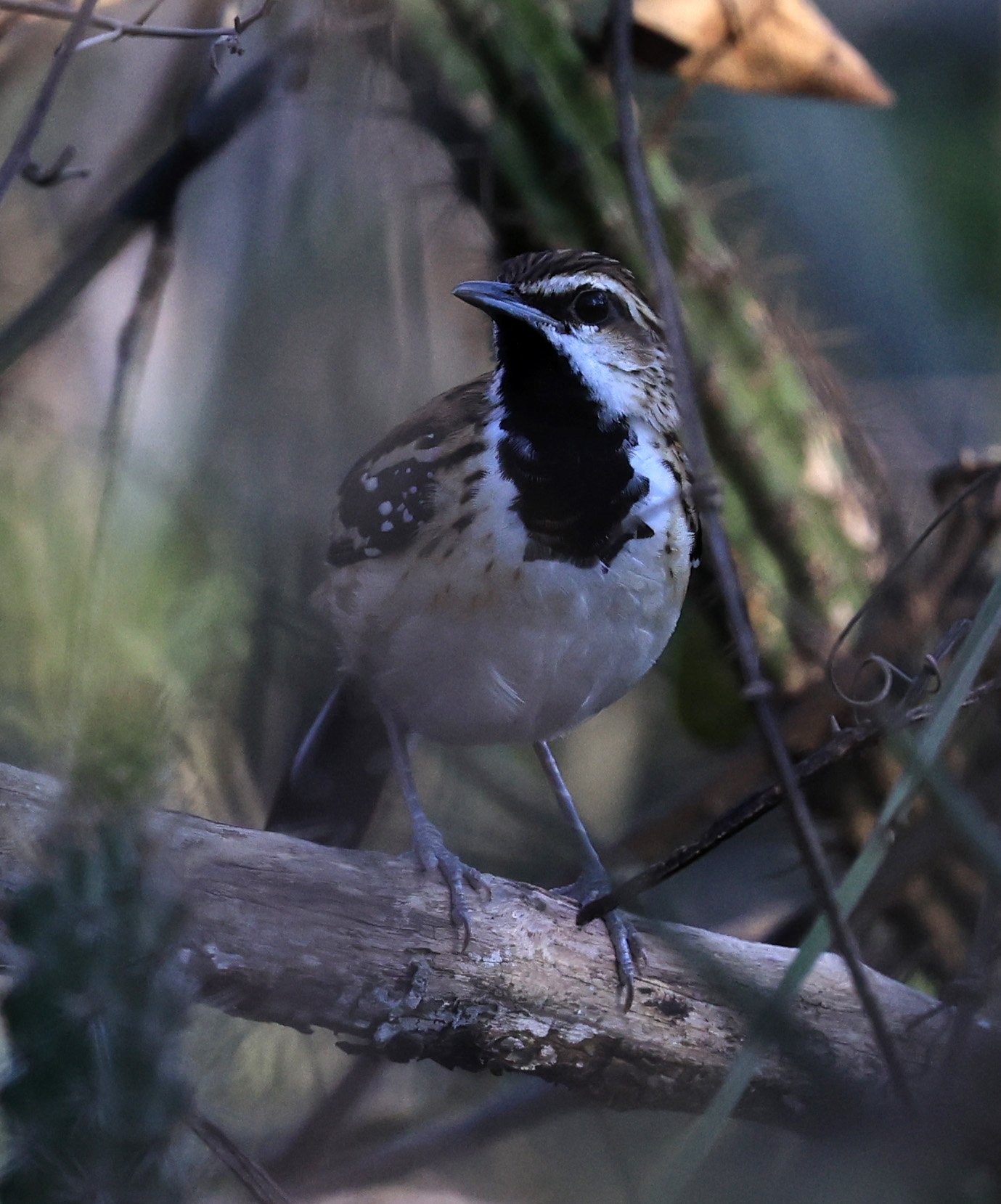 Stripe-backed Antbird (Myrmorchilus strigilatus) Agua Dulce Paraguay (11).jpg