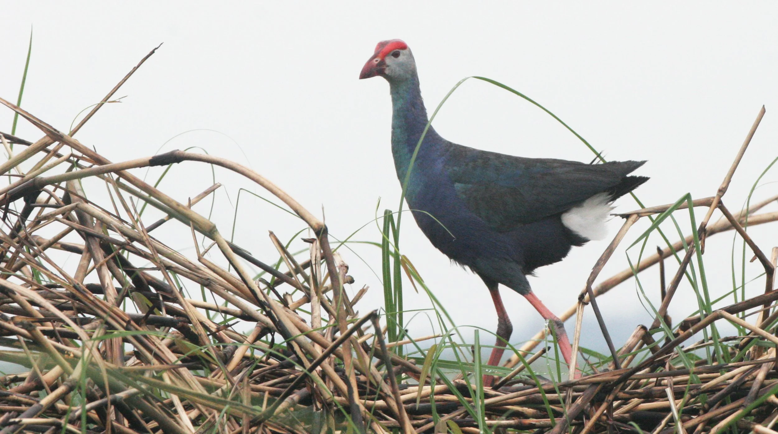 Purple Swamphen (Porphyrio porphyrio) Bueng Boraphet Wetlands Thailand (23).JPG