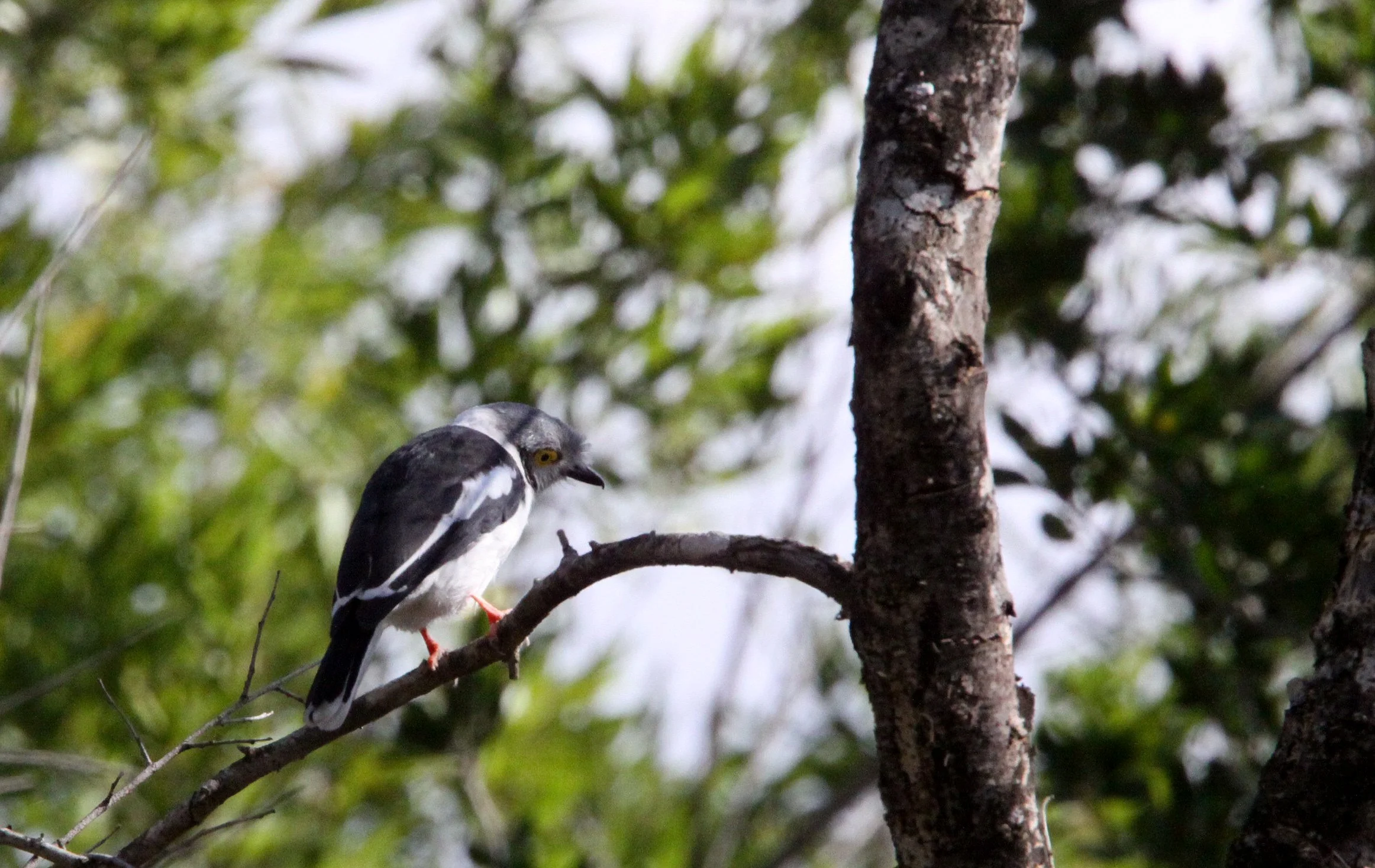 White-crested Helmet-shrike (Prionops plumatus) Imfolozi NP South Africa (8).JPG