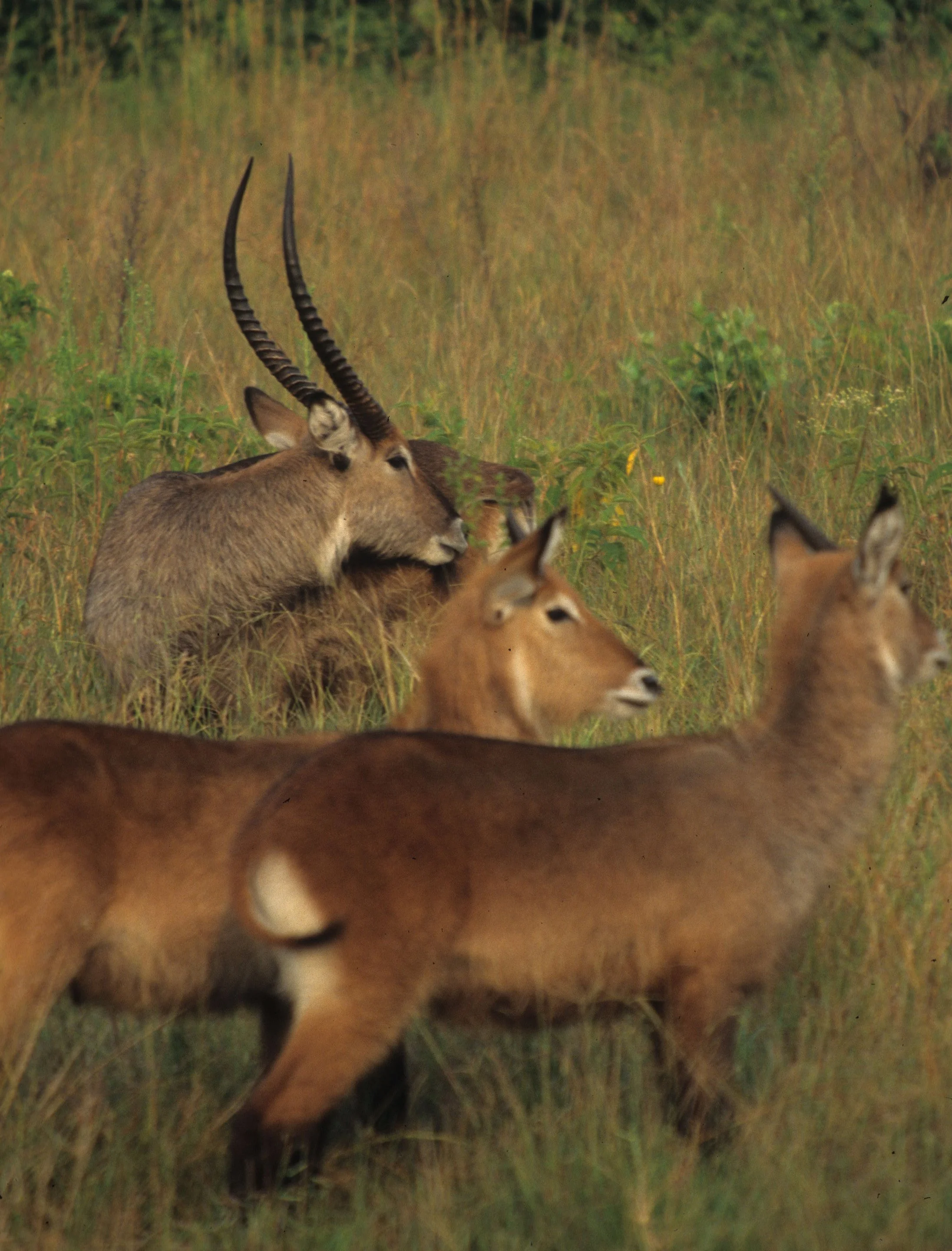 BOVID - WATERBUCK - DEFASSA - UGANDA (14).jpg