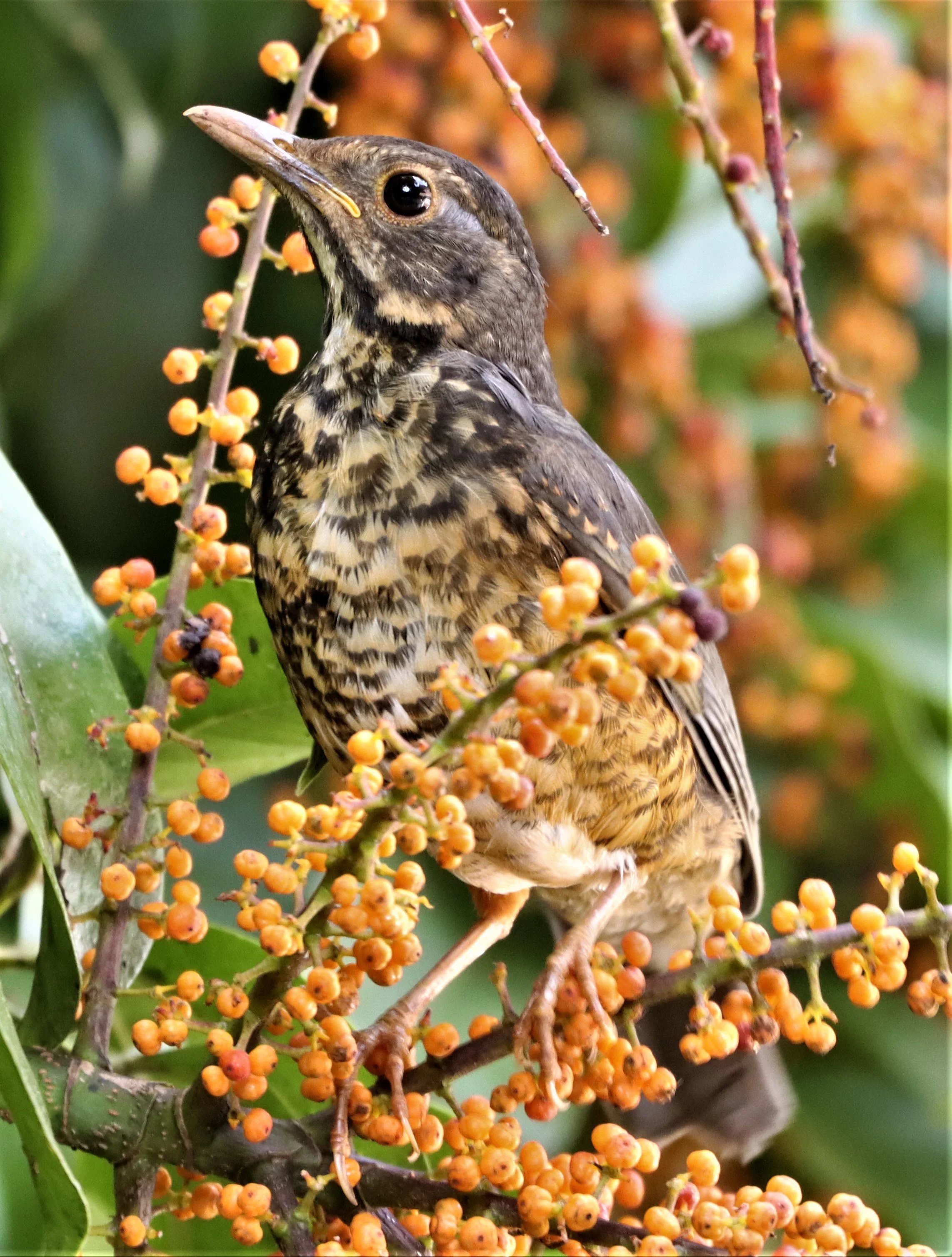 Black-breasted Thrush (Turdus dissimilis) Doi Ang Kang Chiang Mai (14).JPG