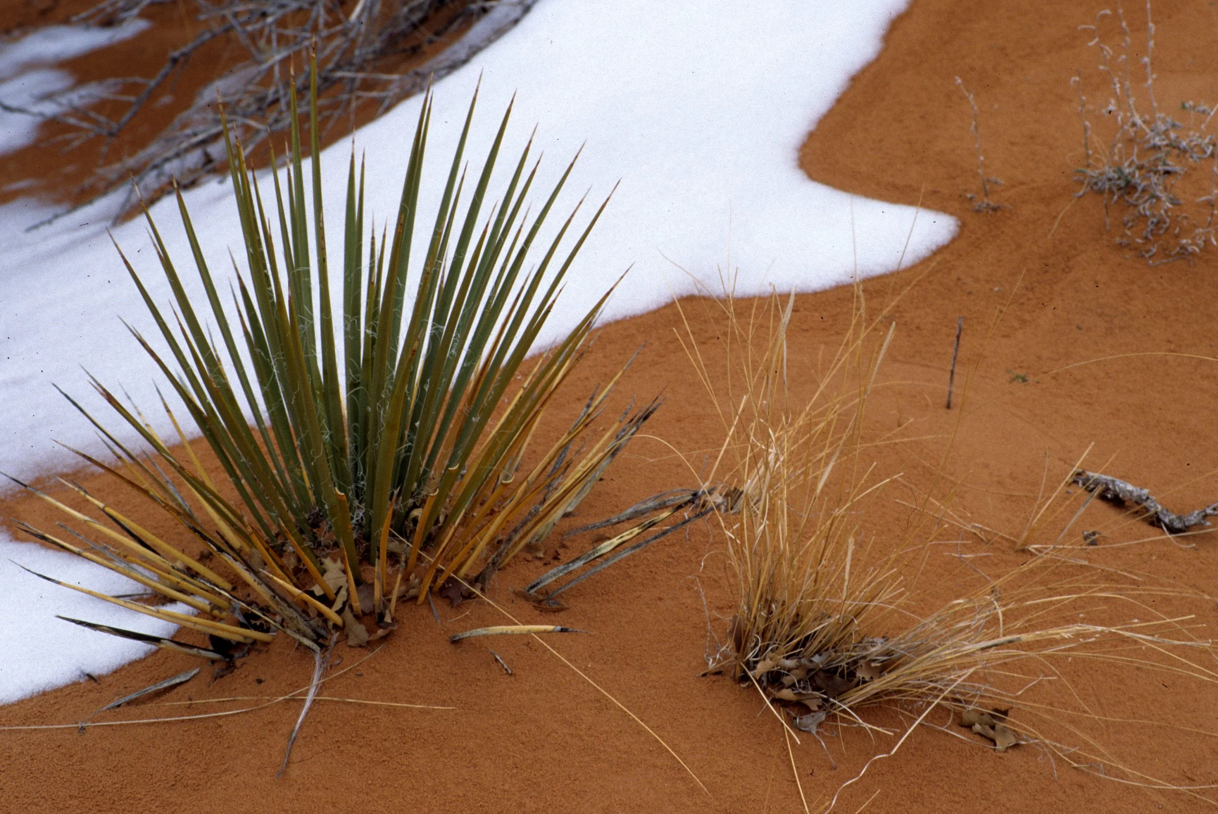 UTAH - ARCHES - YUCCA WHIPPLEI - WHIPPLE YUCCA A.jpg
