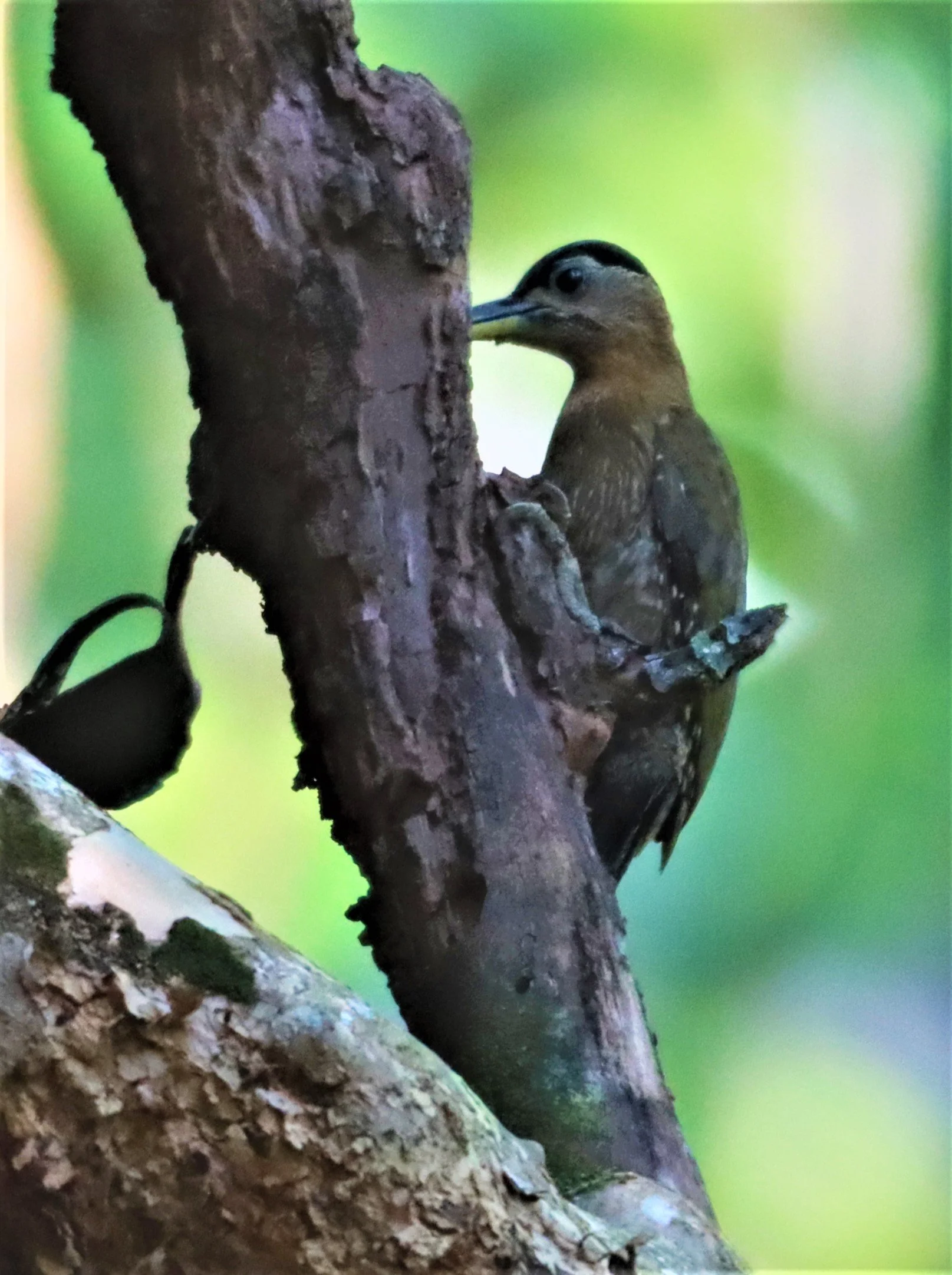 WOODPECKER - STREAK BREASTED WOODPECKER -Picus viridanus - AO PHANG NGA NATIONAL PARK AREA (23).jpg