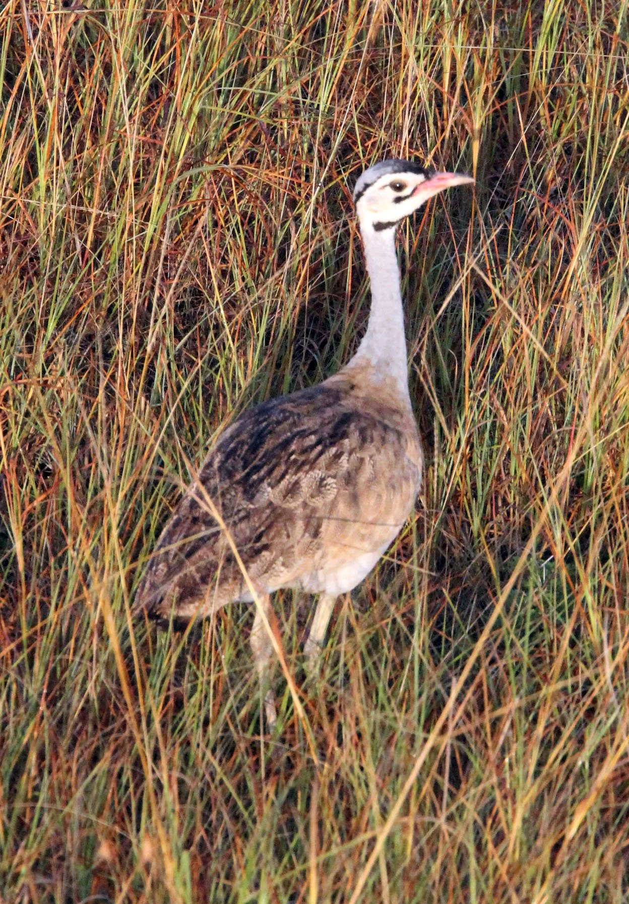 White-bellied bustard (Eupodotis senegalensis) Masai Mara NP, Kenya (5).JPG