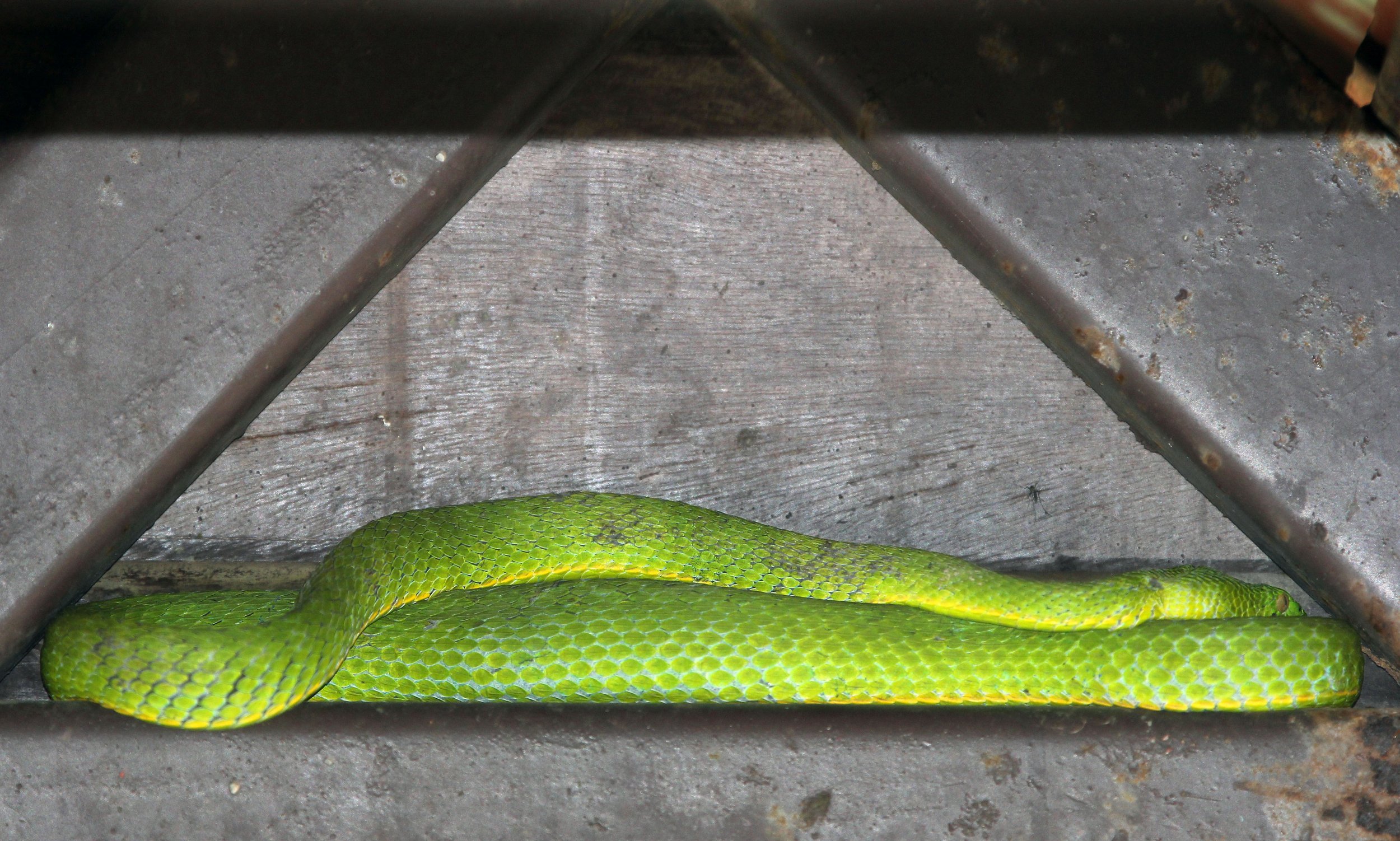 Trimeresurus vogeli - VOGEL'S PIT VIPER - KHAO YAI NATIONAL PARK THAILAND (31).JPG