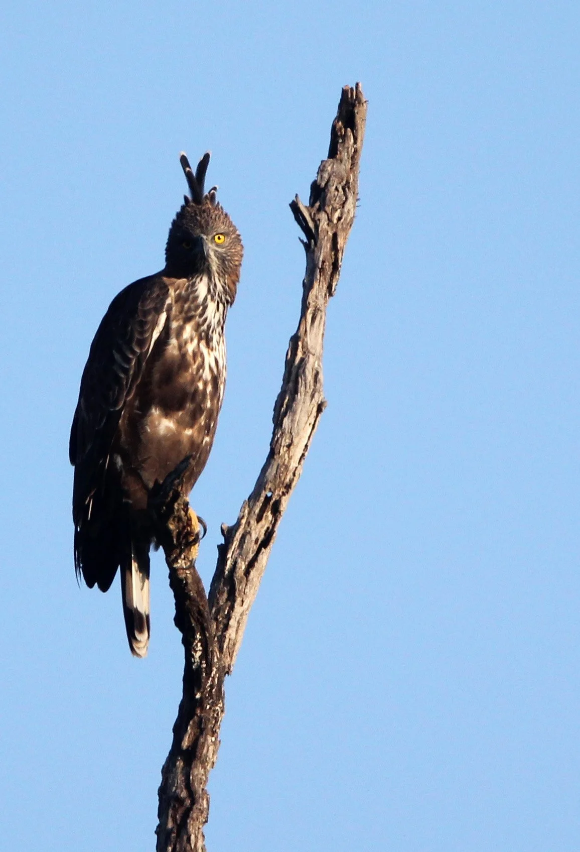 Nisaetus cirrhatus ceylanensis - SRI LANKAN CHANGEABLE HAWK EAGLE - UDAWALAWA NATIONAL PARK SRI LANKA (35).JPG