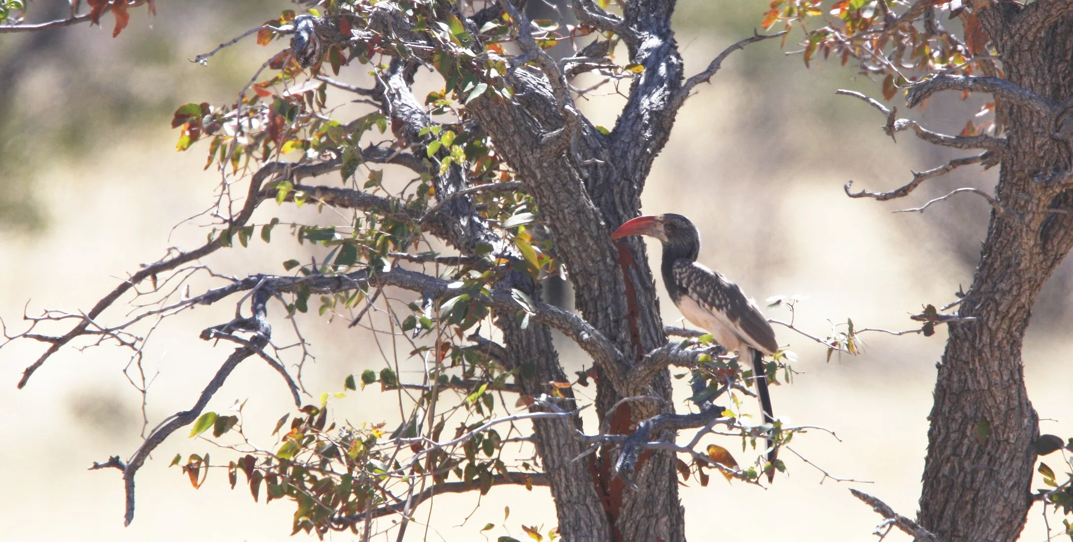 Tockus monteiri - MONTEIRO'S HORNBILL - DAMARALAND NAMIBIA (5).JPG