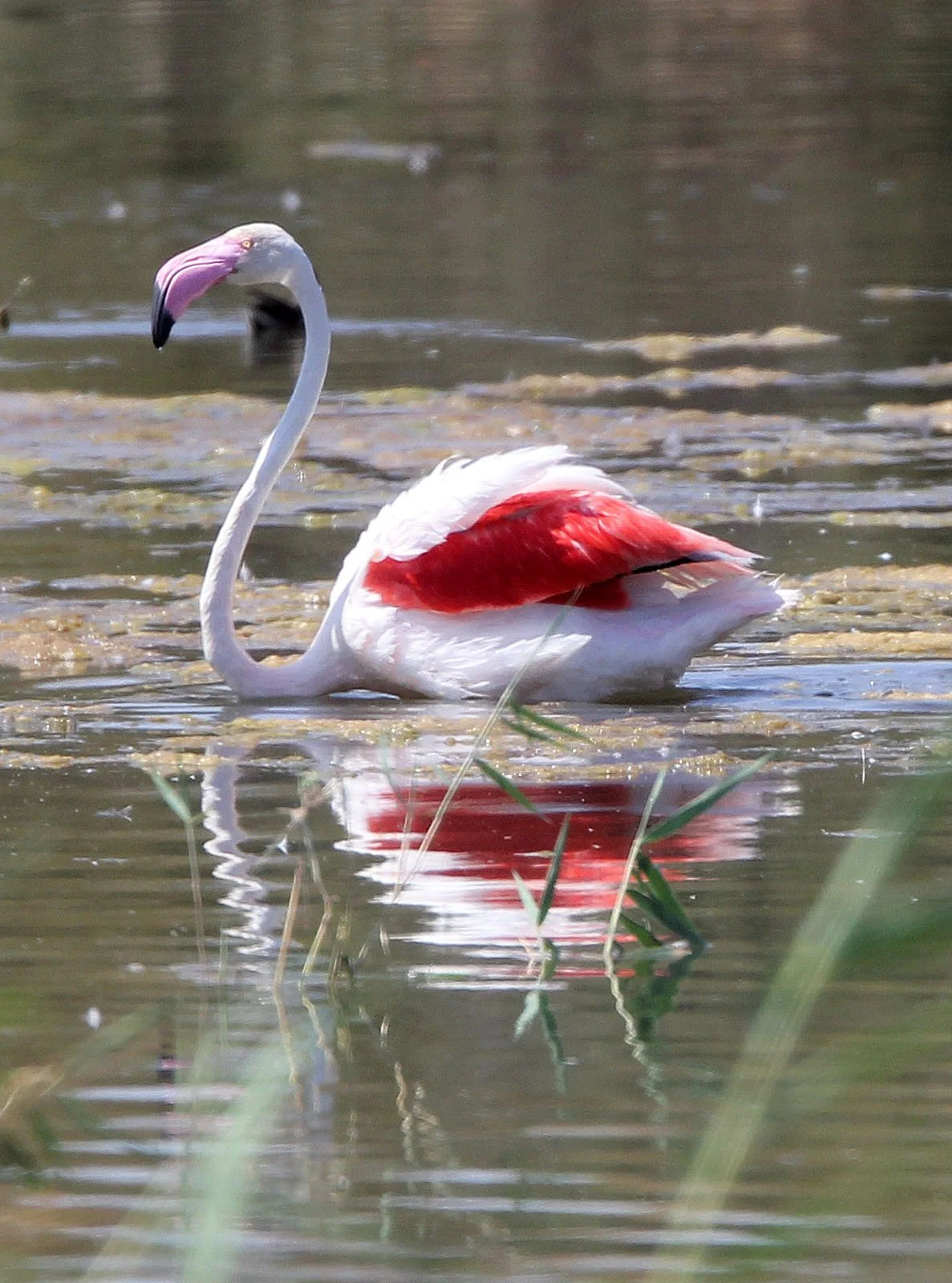 Phoenicopterus roseus - Greater Flamingo - Laguna Dulce Spain (20).JPG