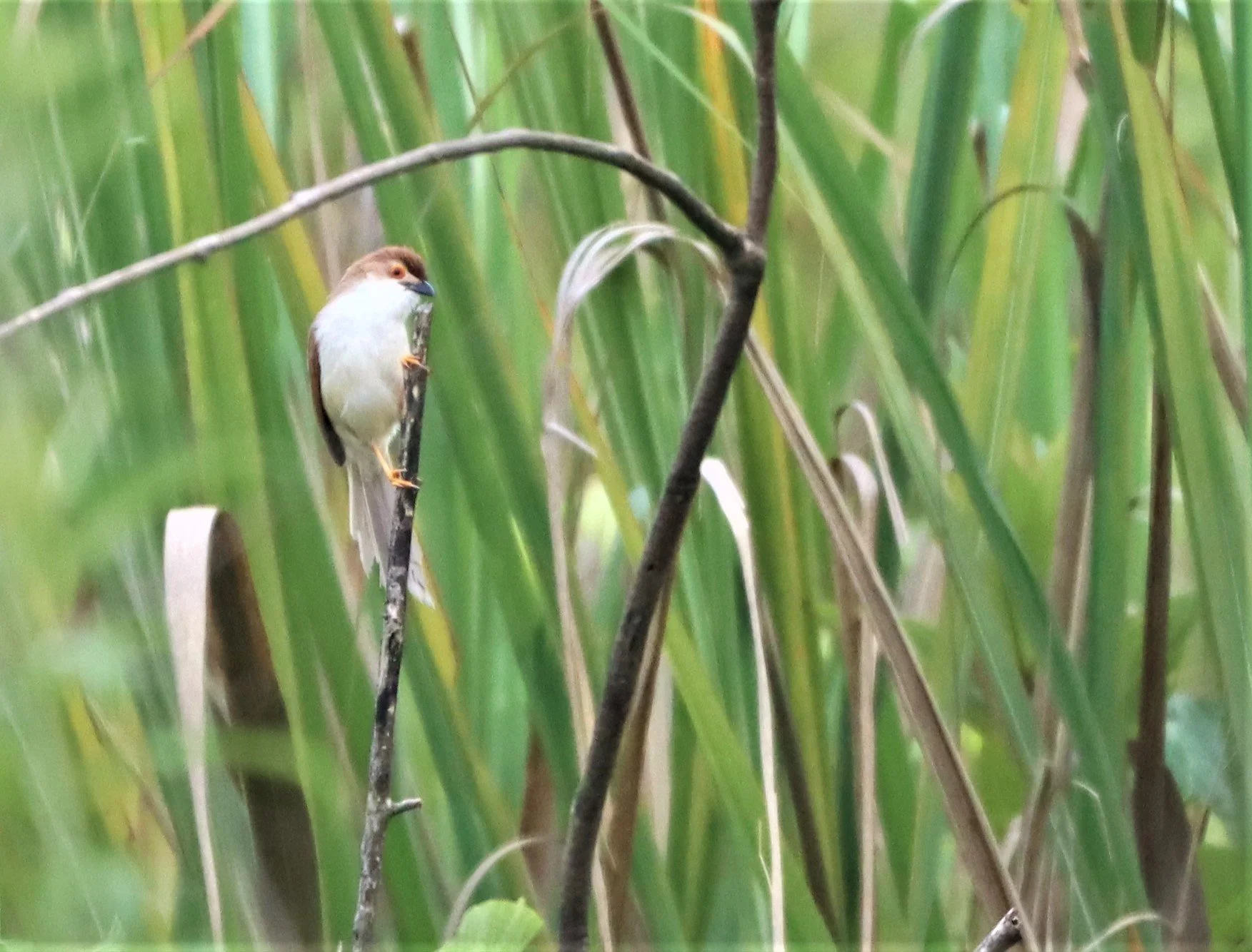 BABBLER - YELLOW-EYED BABBLER - hrysomma sinense - DOI LANG CHIANG MAI (23).jpg