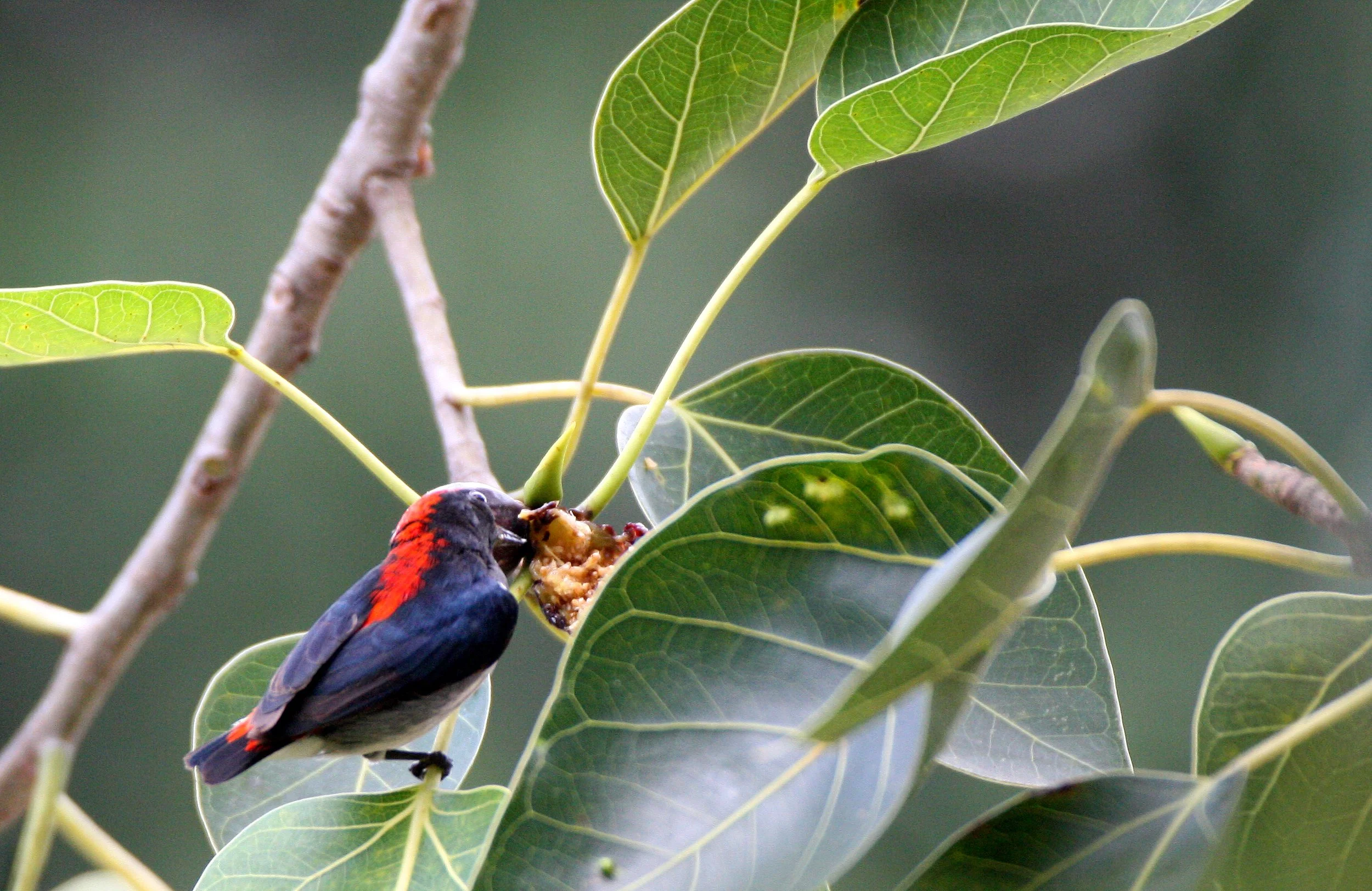 FLOWERPECKER - SCARLET-BACKED FLOWERPECKER - Dicaeum cruentatum - KOH LANTA THAILAND (11).JPG
