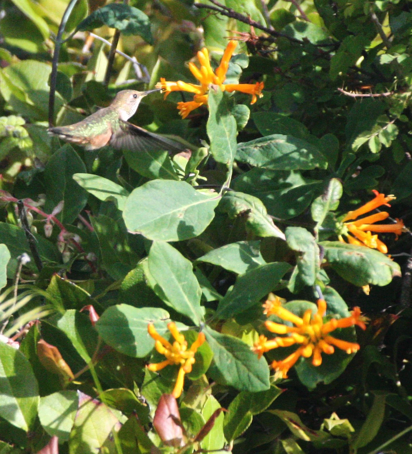 Selasphorus rufus - RUFOUS HUMMINGBIRD - LAKE FARM TRAILS WA (6).JPG