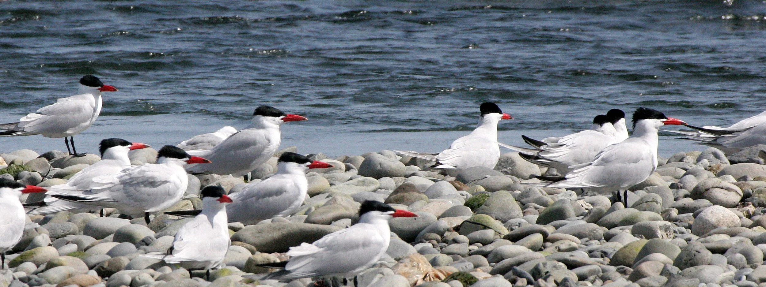 BIRD - TERN - CASPIAN TERNS - ELWHA RIVER MOUTH WA (24).JPG