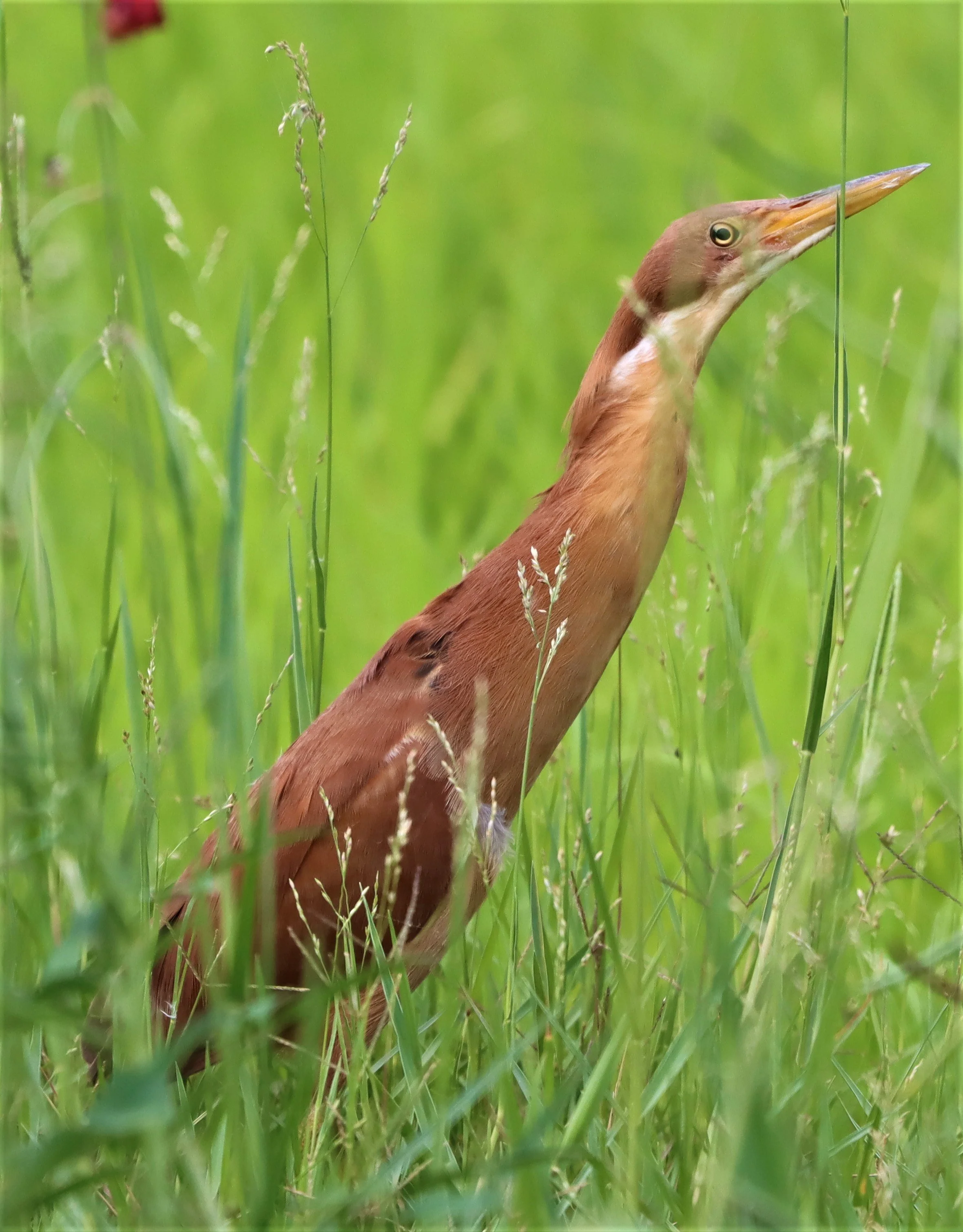 BITTERN - CINNAMON BITTERN (CHESTNUT BITTERN) - Ixobrychus cinnamomeus - BURIRAM HUAI CHORAKHE MAK (100).jpg
