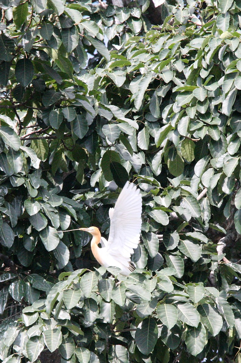 EGRET - CATTLE EGRET (EASTERN) - Bubulcus coromandus - LINDEN CENTER - XIZHOU VILLAGE YUNNAN CHINA (3).JPG