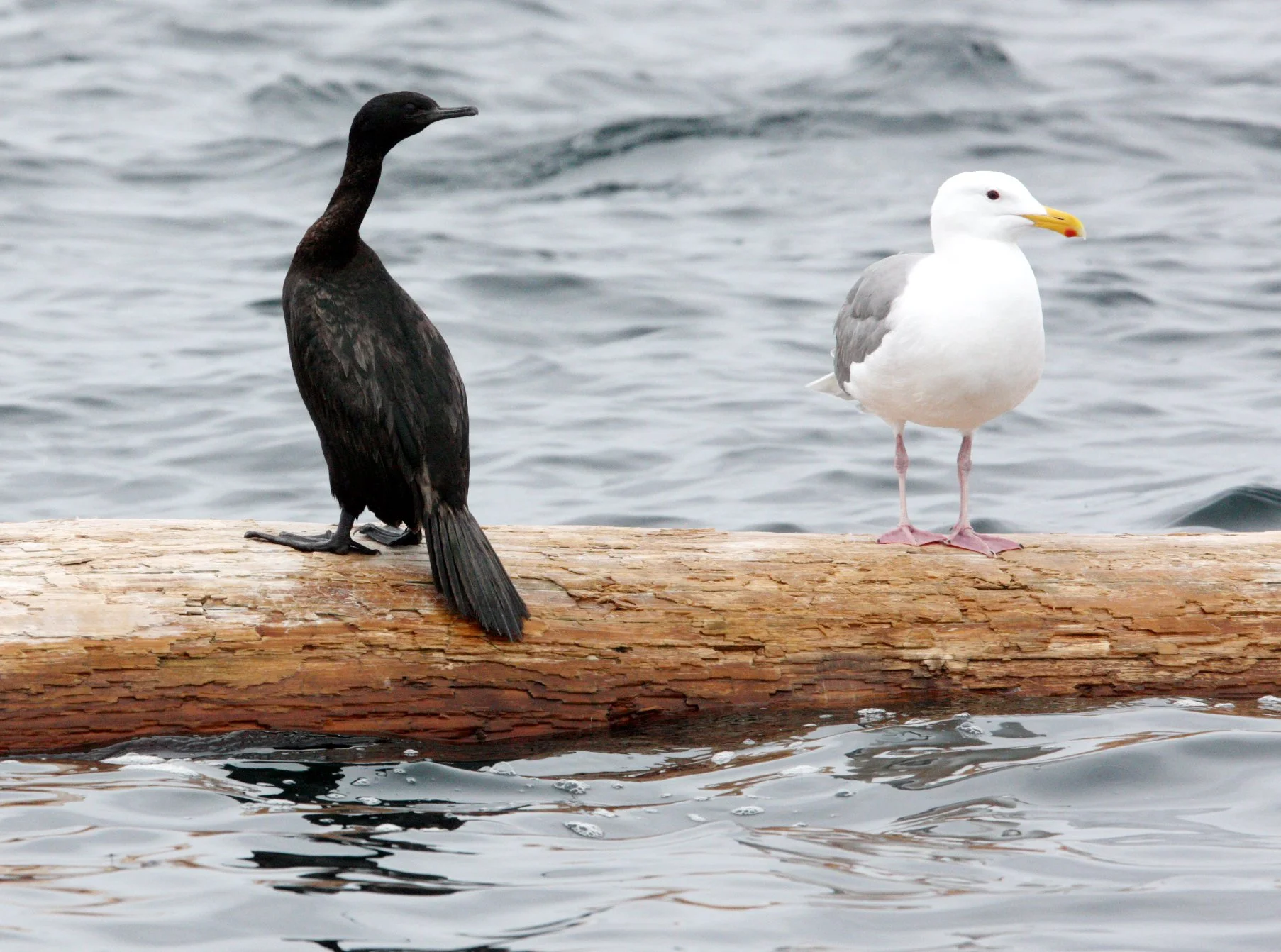 Urile pelagicus - Pelagic Cormorant - Knight Inlet, British Columbia Canada (4).JPG