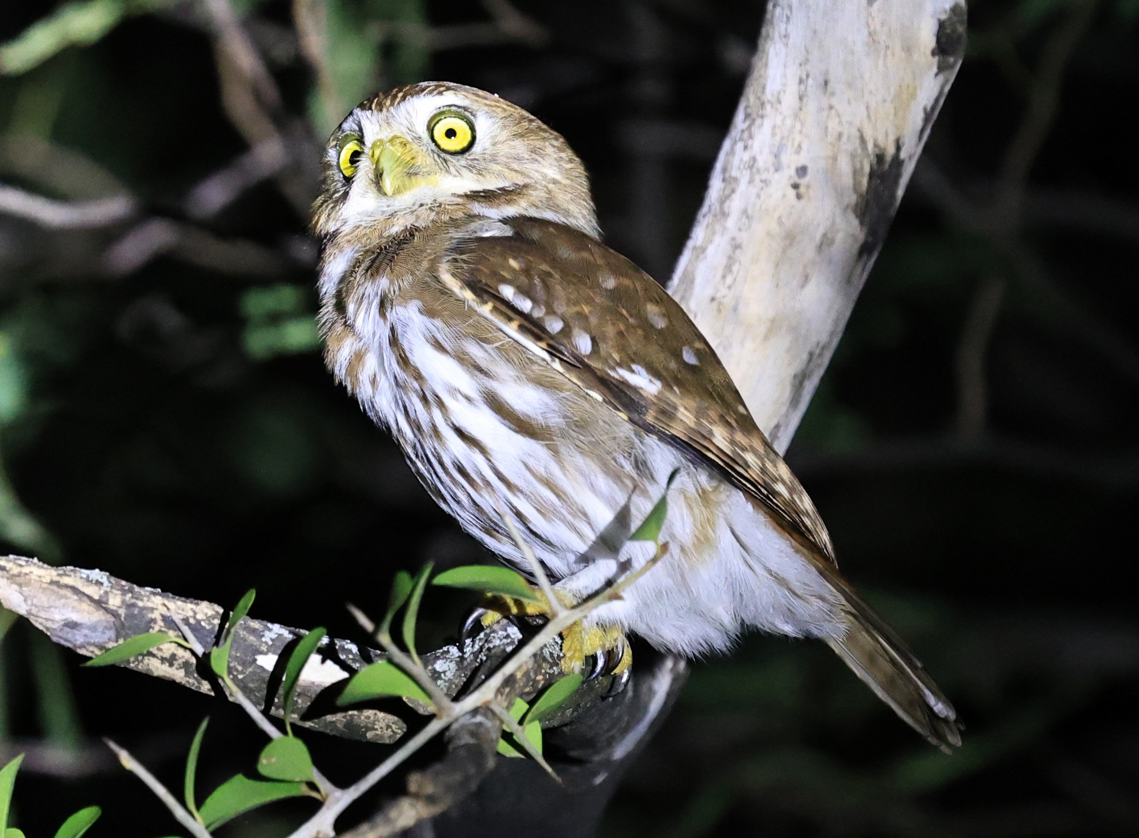 Ferruginous Pygmy-Owl (Glaucidium brasilianum) Reserva Nueland  Selva Serena 