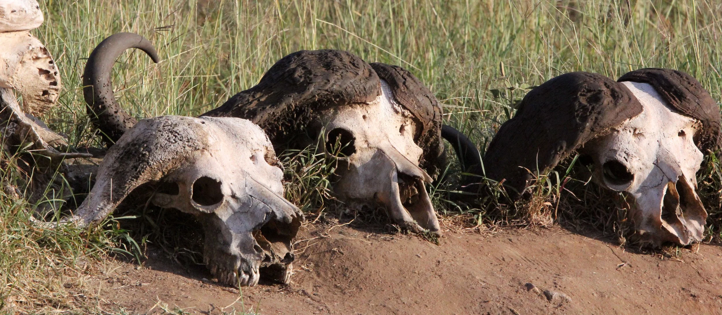 MASAI MARA NATIONAL PARK KENYA (233).JPG