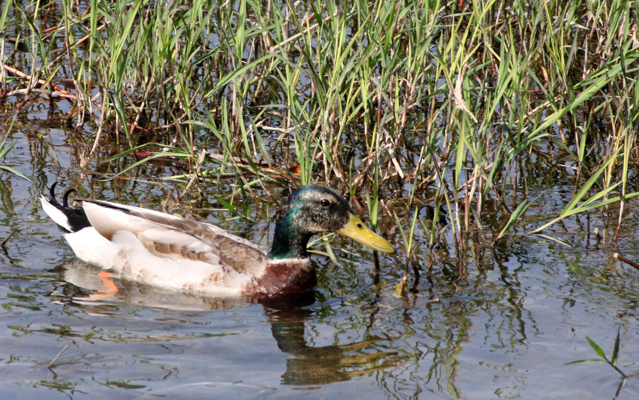 DUCK - MALLARD - Anas platyrhynchos - KYOTO JAPAN (3).JPG
