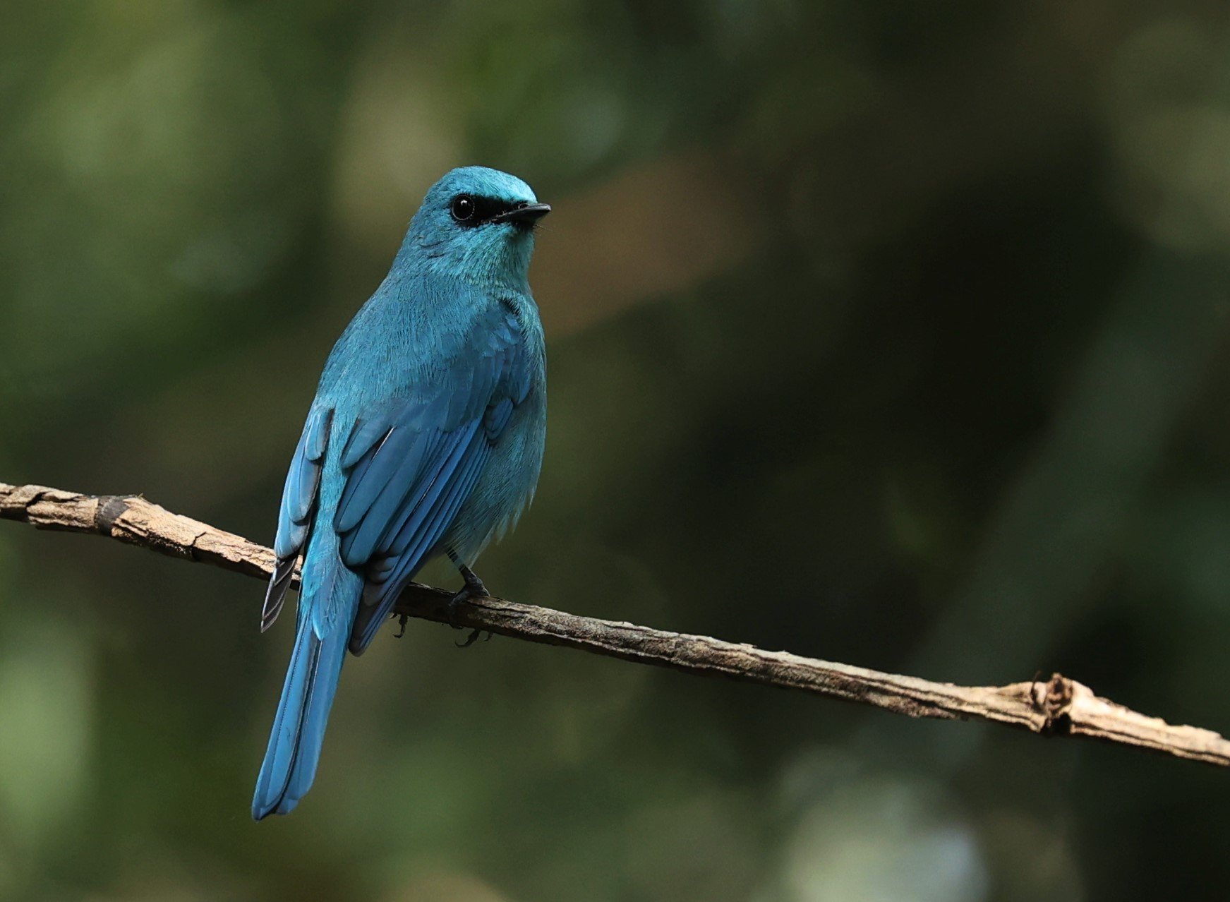 FLYCATCHER - VERDITER FLYCATCHER - Eumyias thalassina - WAT THAM PRATHUM CHONBURI JAN 30 2022 (41).jpg