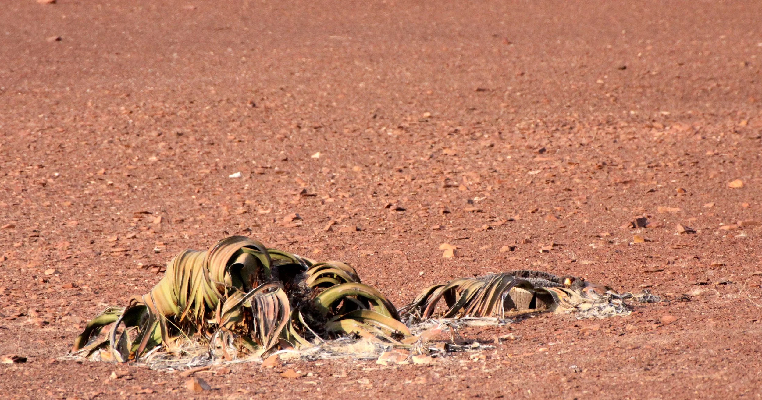 NAMIBIA - SKELETON COAST NATIONAL PARK - WELWITSCHIA SPECIES (2).JPG