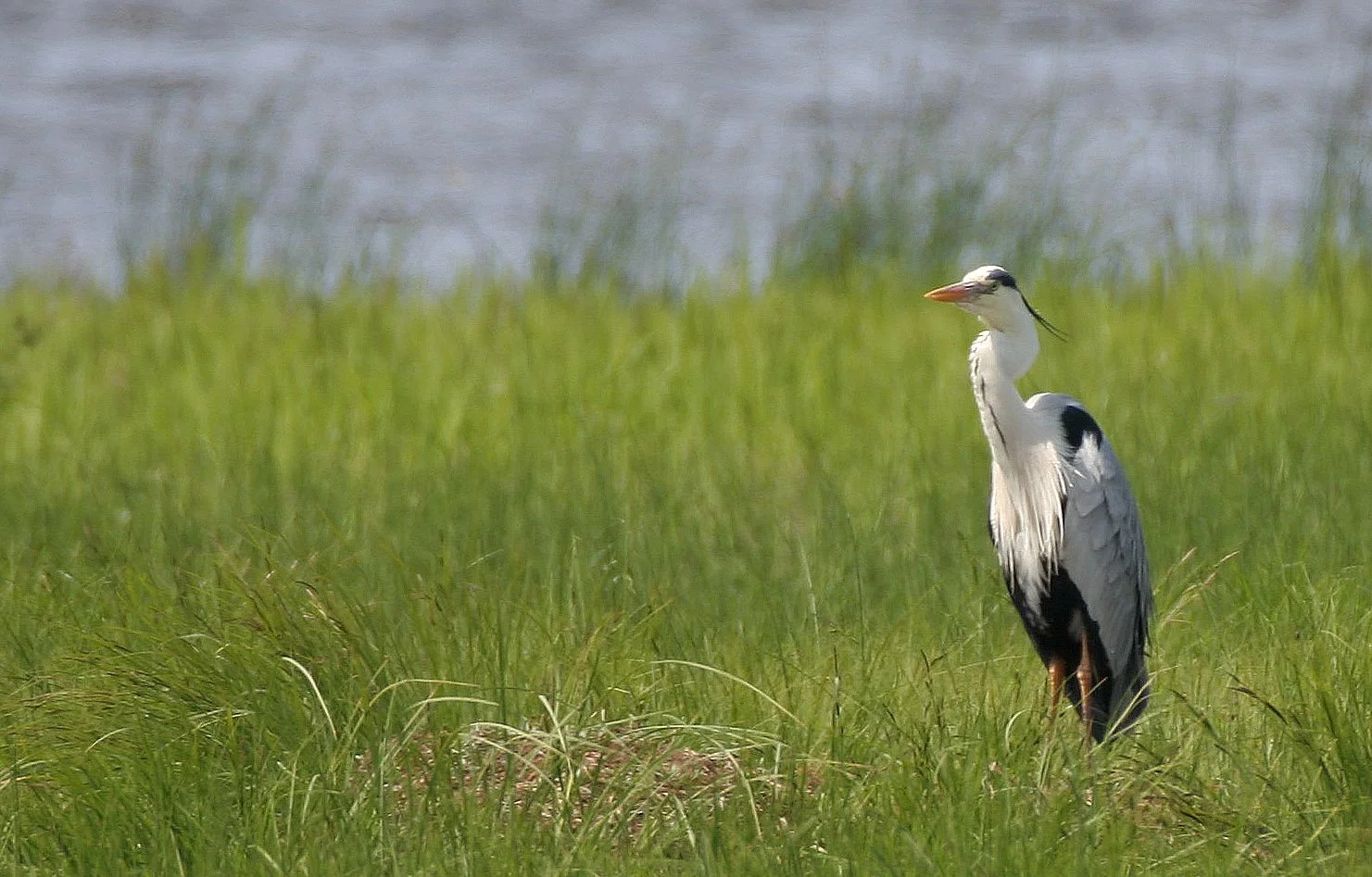 HERON - GREY HERON -  Ardea cinerea - EASTERN LAKE BAIKAL NEAR THE ULAN UDE FERRY STOP (13).jpg