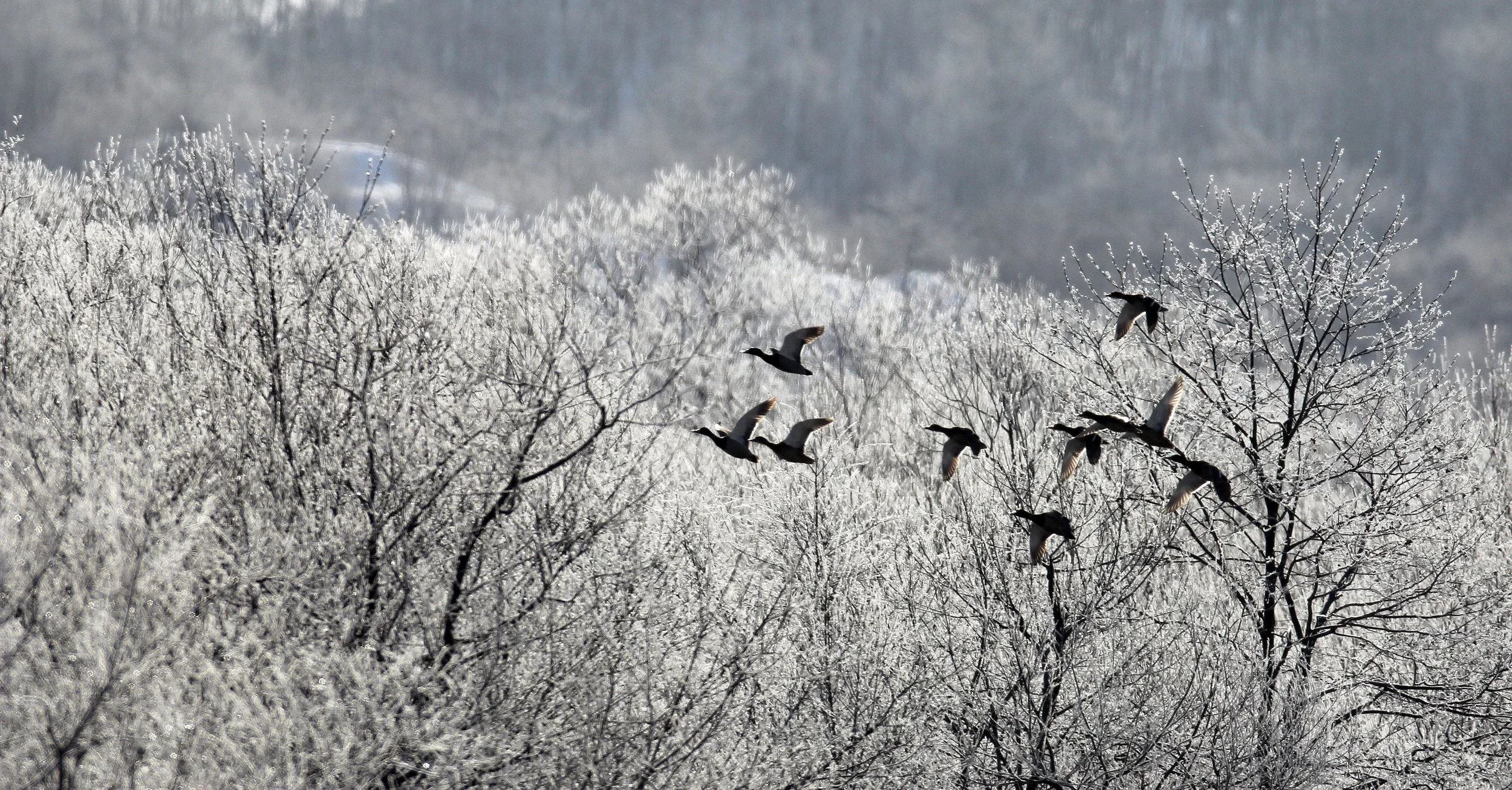 DUCK - MALLARD - Anas platyrhynchos - OTOWABASHI - TSURUI TOWN - HOKKAIDO JAPAN (3).JPG