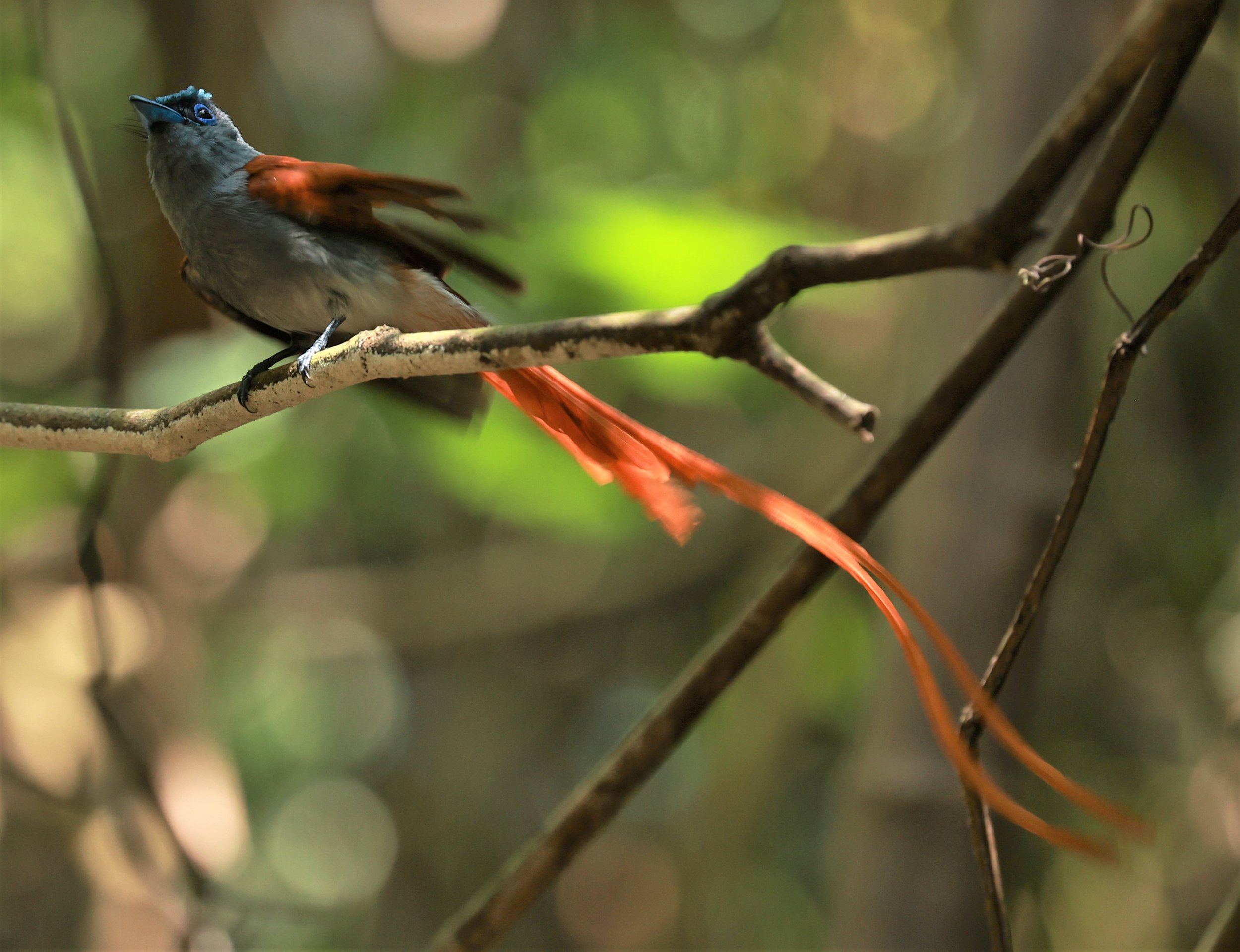 PARADISE-FLYCATCHER - BLYTH'S PARADISE-FLYCATCHER - Terpsiphone affinis - KRUNG CHING, KHAO LUANG NATIONAL PARK, THAILAND APRIL 2023 (22).jpg