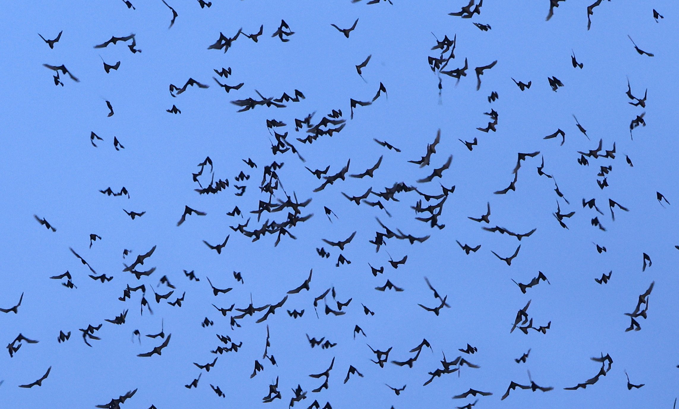 Khao Nor Khao Kaew Bat Viewing Nakhon Sawan (43).jpg