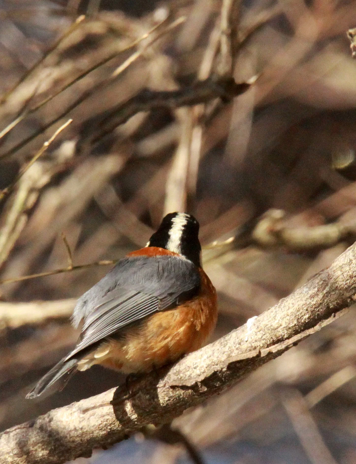 Varied Tit (Sittiparus varia) Shiobutsu Onsen, Karuizawa Japan (14).JPG