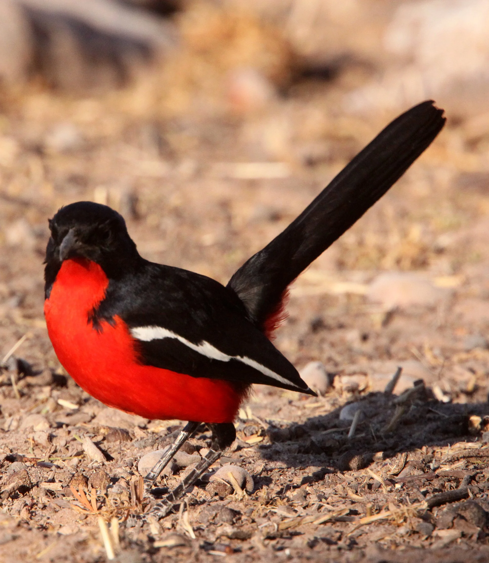 Crimson-breasted Shrike (Laniarius atrococcineus) Kgalagadi NP South Africa (9).JPG