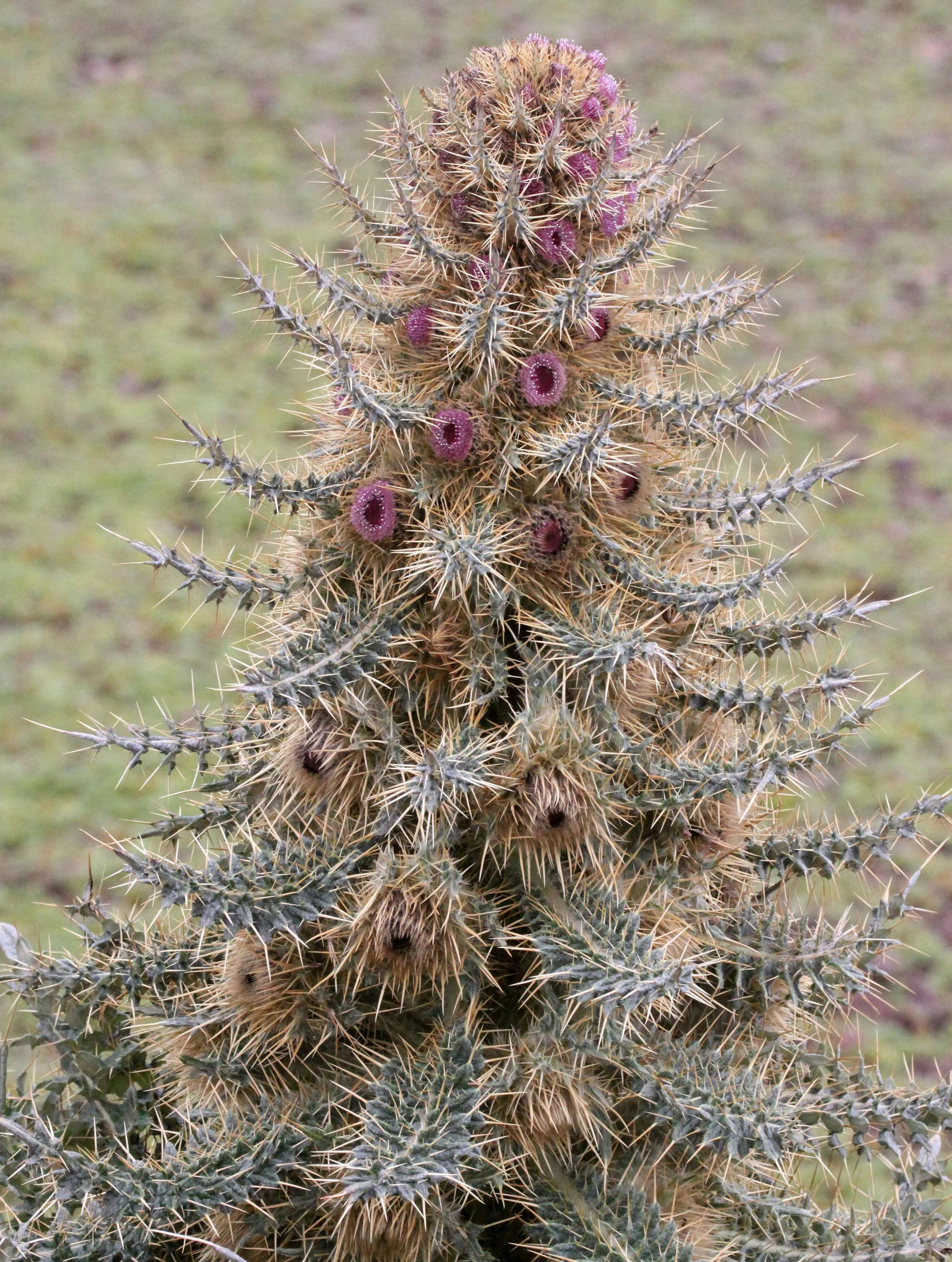 BALE MOUNTAINS NATIONAL PARK ETHIOPIA (79).JPG