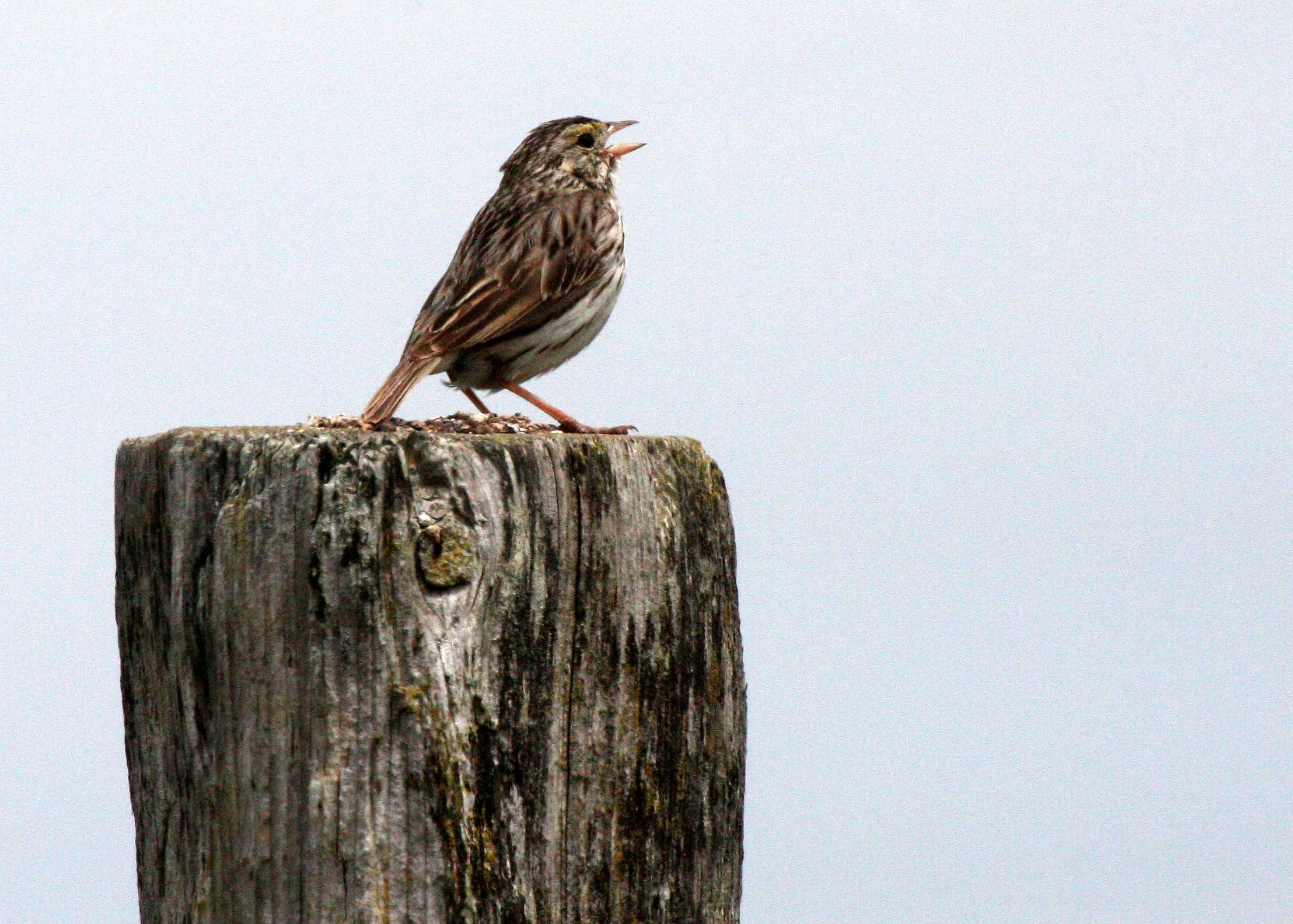 Savannah Sparrow (Passerculus sandwichensis) Dungeness NWR Sequim Washington (6).JPG