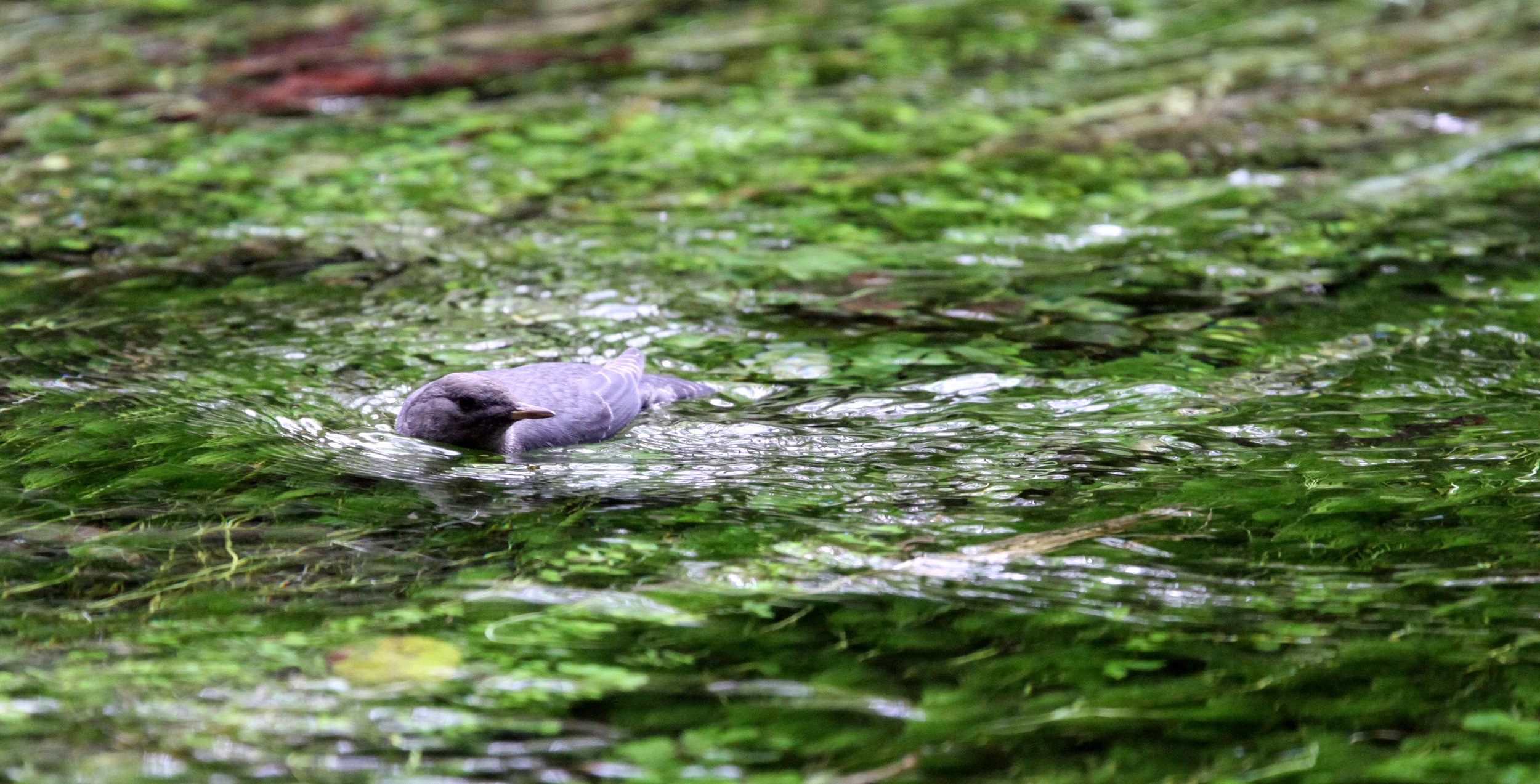 American dipper (Cinclus mexicanus) Hoh Rainforest Washington State (15).JPG