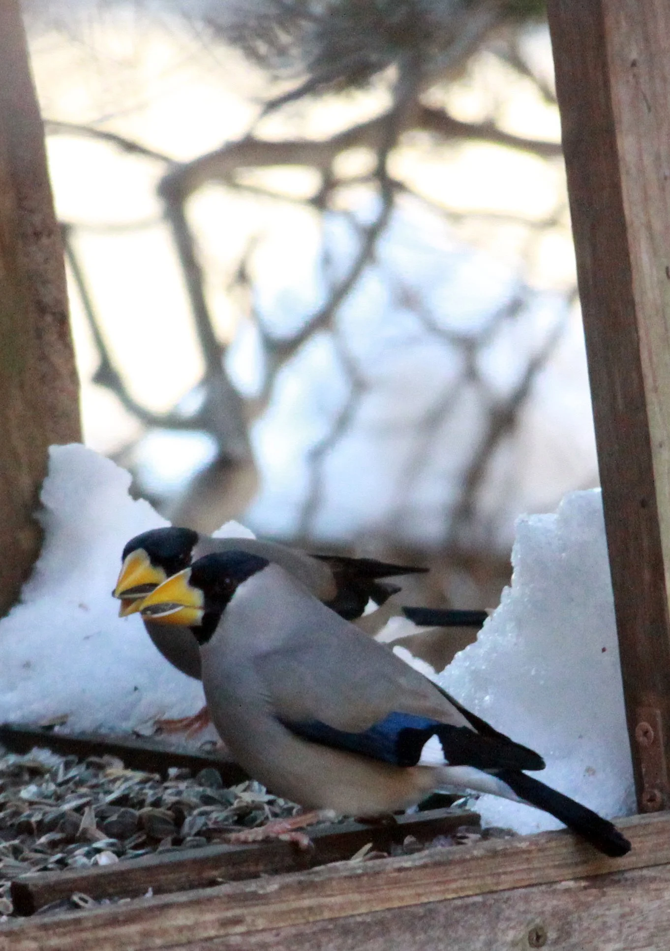 Japanese Grosbeak (Eophona personata) Shiobutsu Onsen, Karuizawa Japan (3).JPG