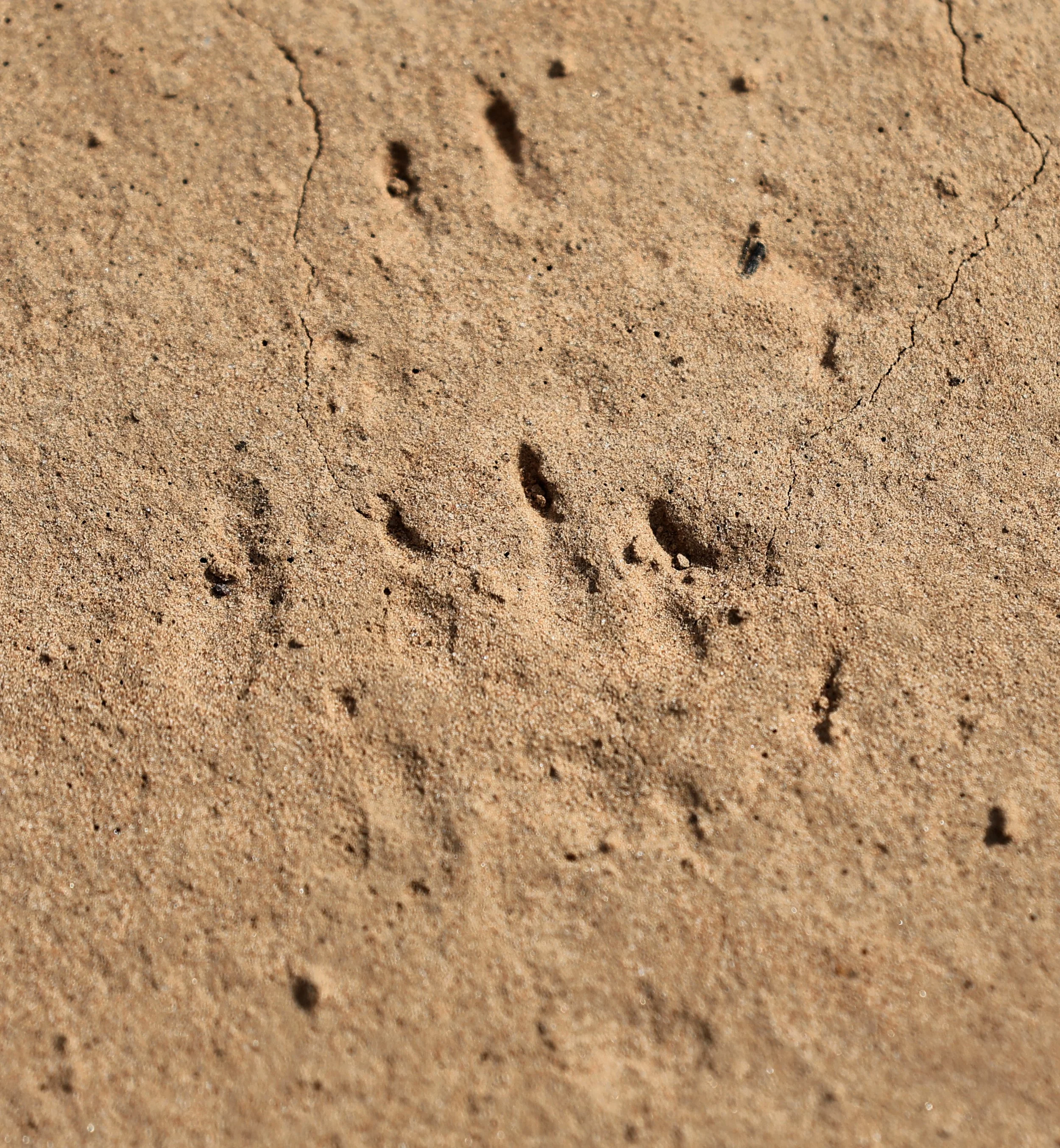 Crab-eating Raccoon Tracks maybe - Agua Dulce Paraguay.jpg