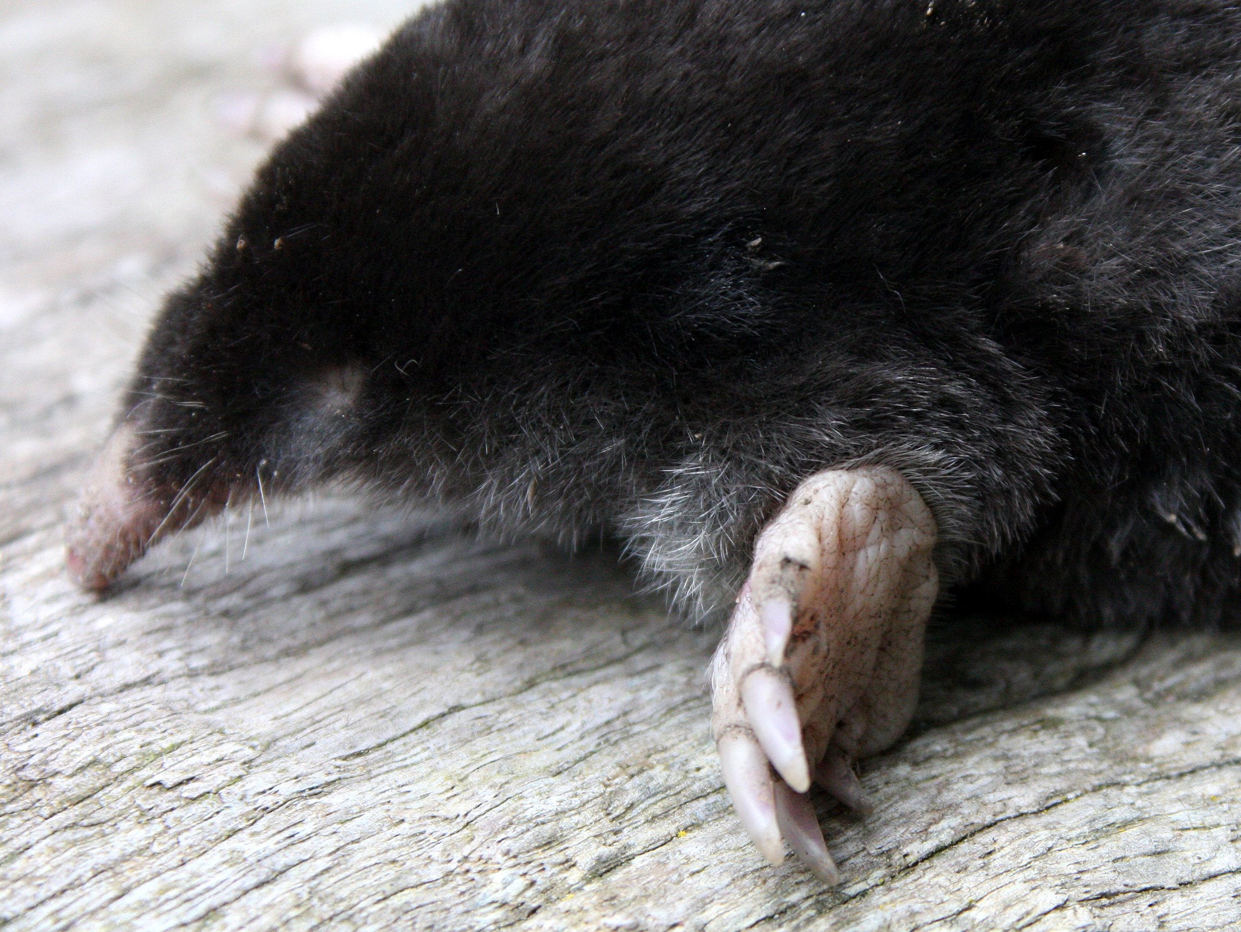 INSECTIVORA - MOLE - TOWNSEND'S  MOLE - SCAPANUS TOWNSENDII - LAKE FARM TRAILS WASHINGTON (6).JPG