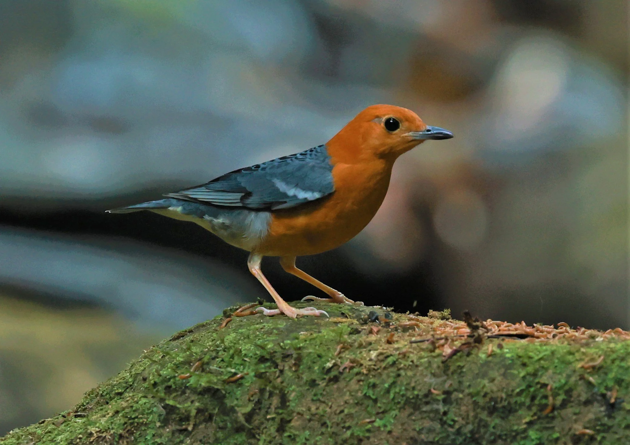 Orange-headed Thrush (Zoothera citrina) Si Phang Nga National Park, Thailand Feb 18-19, 2023 (54).jpg