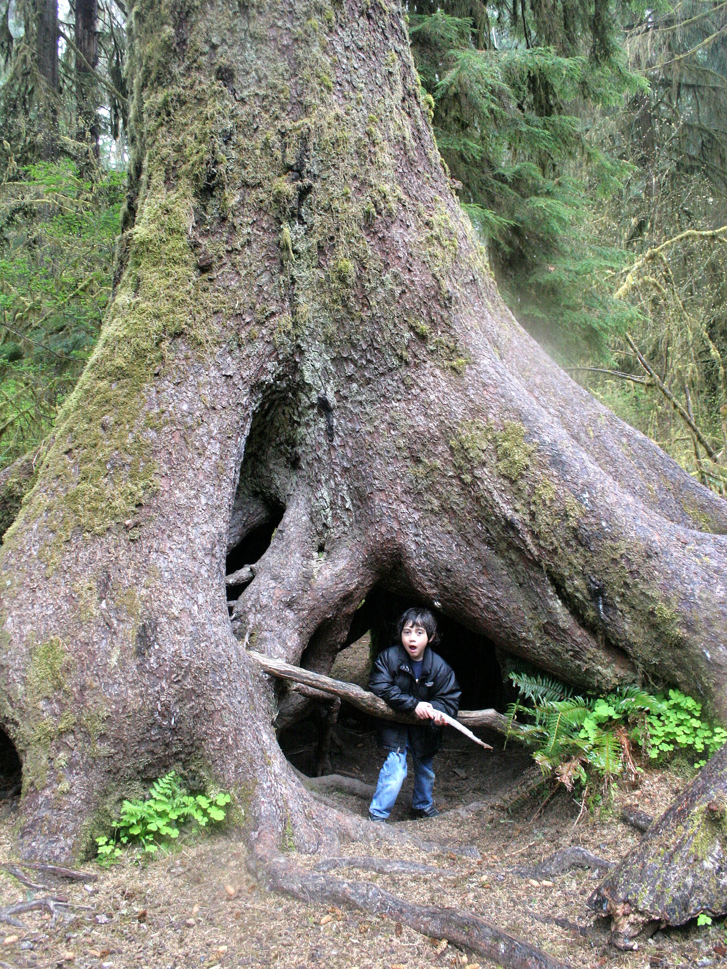 2008-5-10 HOH RIVER VALLEY TREK.JPG