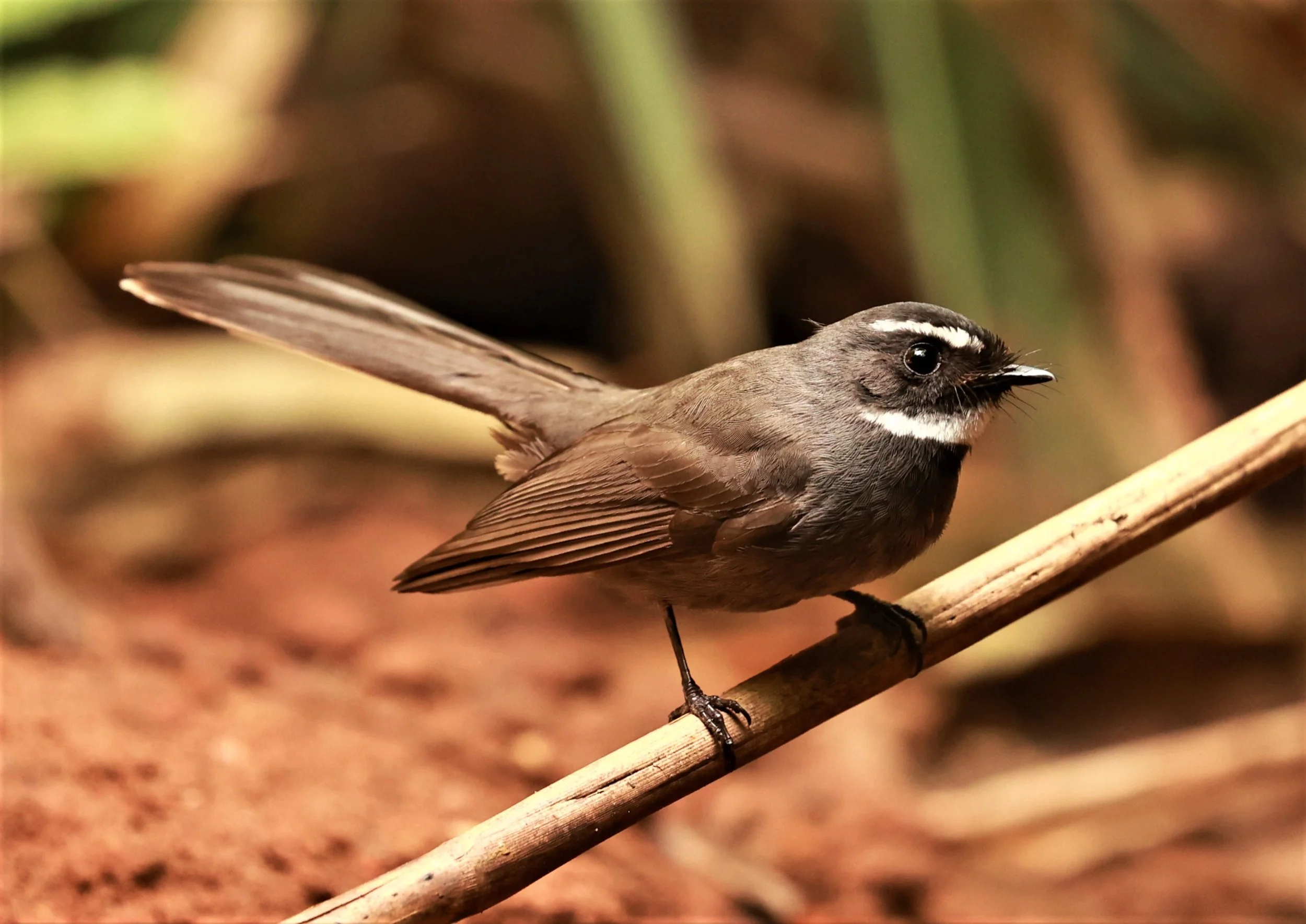 FANTAIL- WHITE-THROATED FANTAIL - Rhipidura albicollis - PHU SUAN SAI NATIONAL PARK LOEI PROVINCE (24).jpg