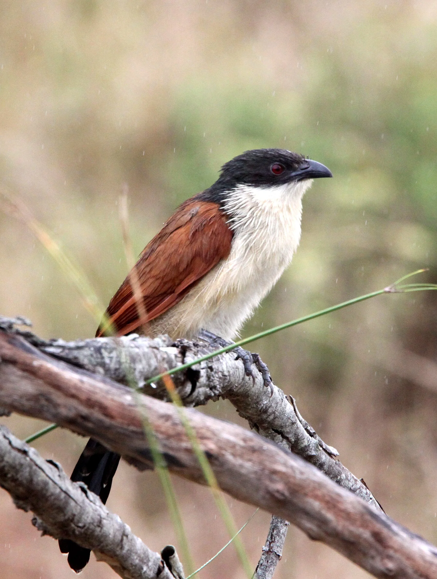 Burchell's Coucal (Centropus burchelli) Saint Lucia Reserve South Africa (1).JPG
