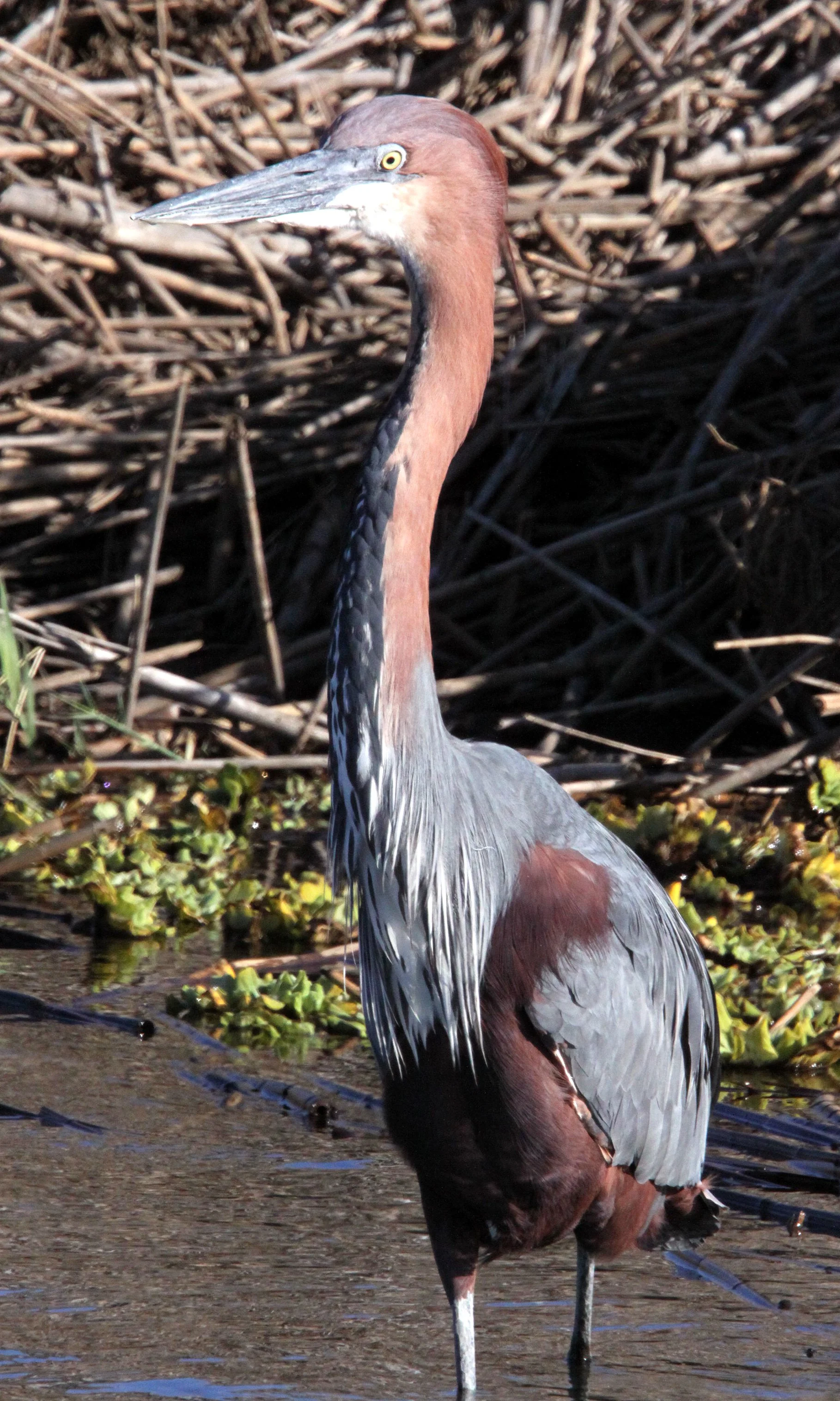 HERON - GOLIATH HERON - Ardea goliath - KRUGER NATIONAL PARK SOUTH AFRICA (29).JPG