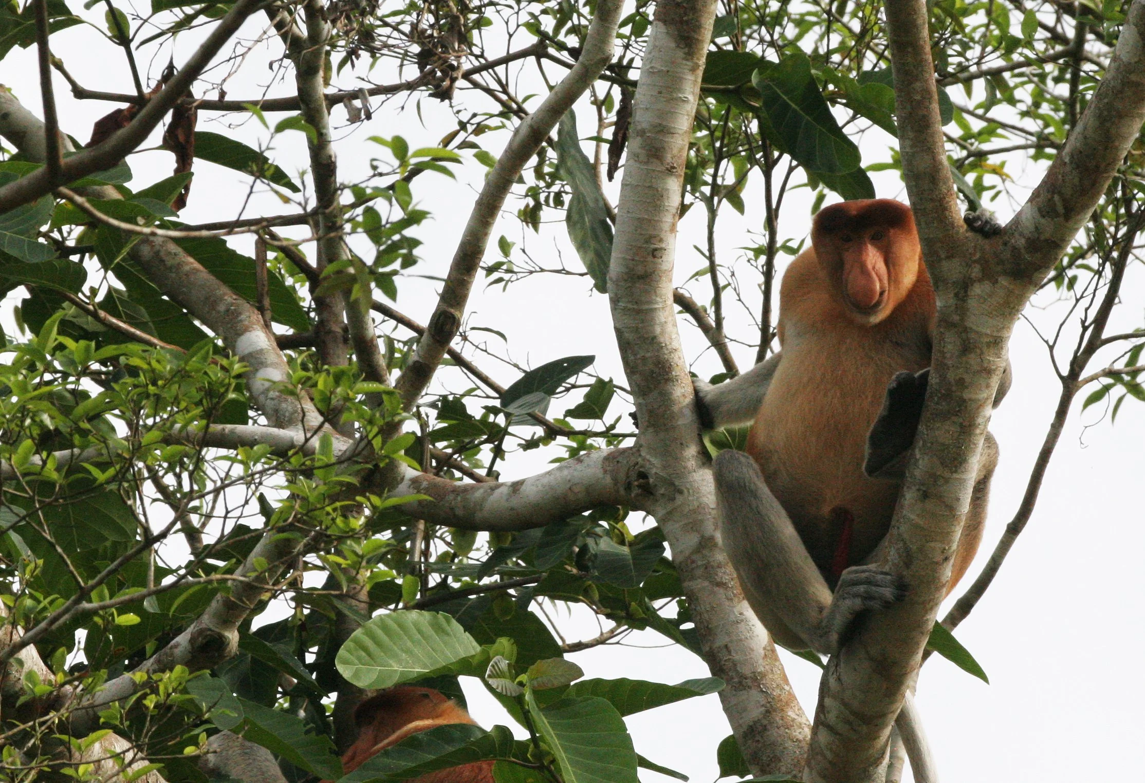 CERCOPITHECIDAE - Nasalis larvatus - PROBOSCIS MONKEY - KINABATANGAN RIVER BORNEO  (21).JPG
