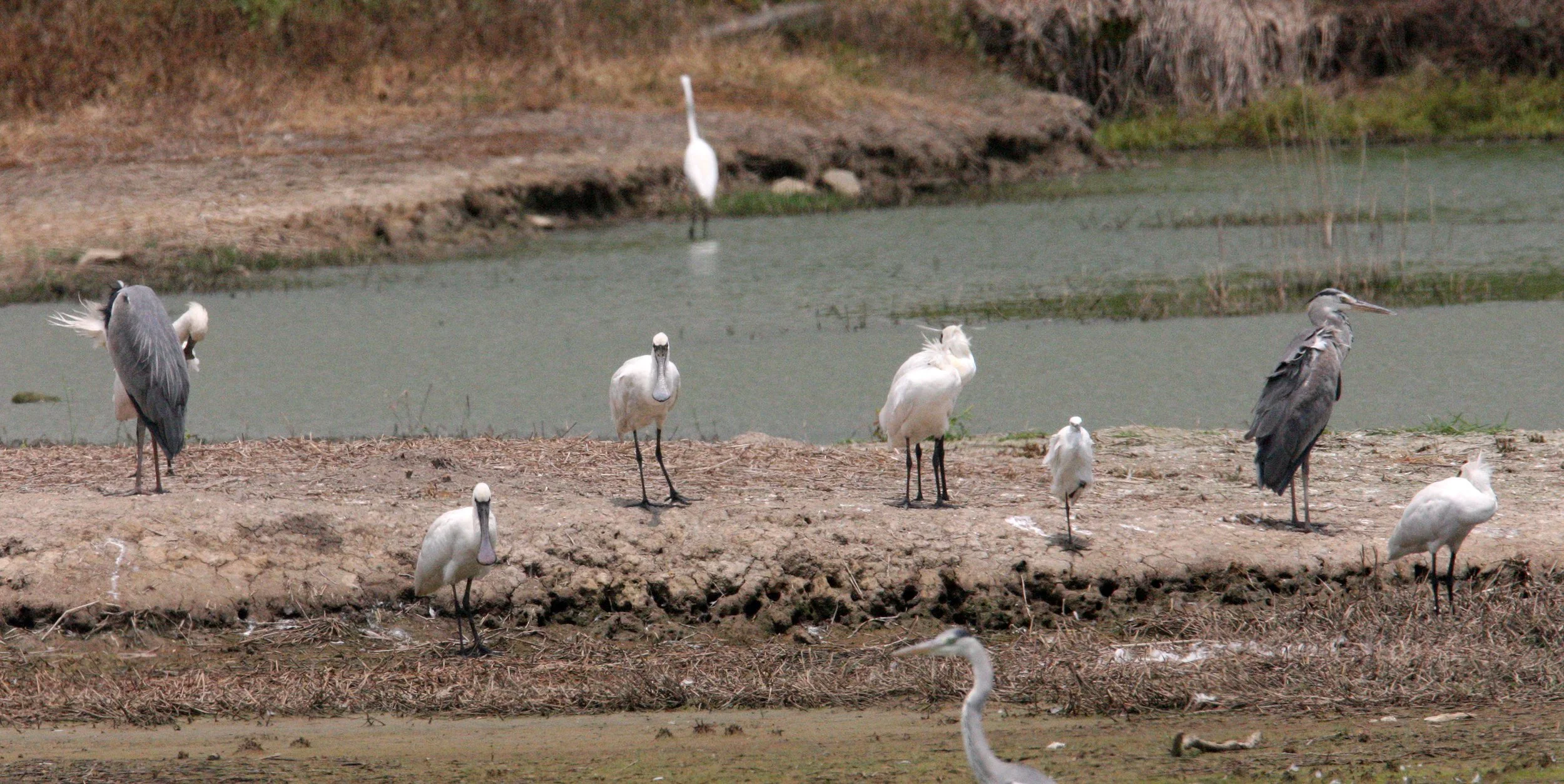 SPOONBILL - BLACK-FACED SPOONBILL - Platalea minor - MAI PO WETLANDS HONG KONG (80).JPG