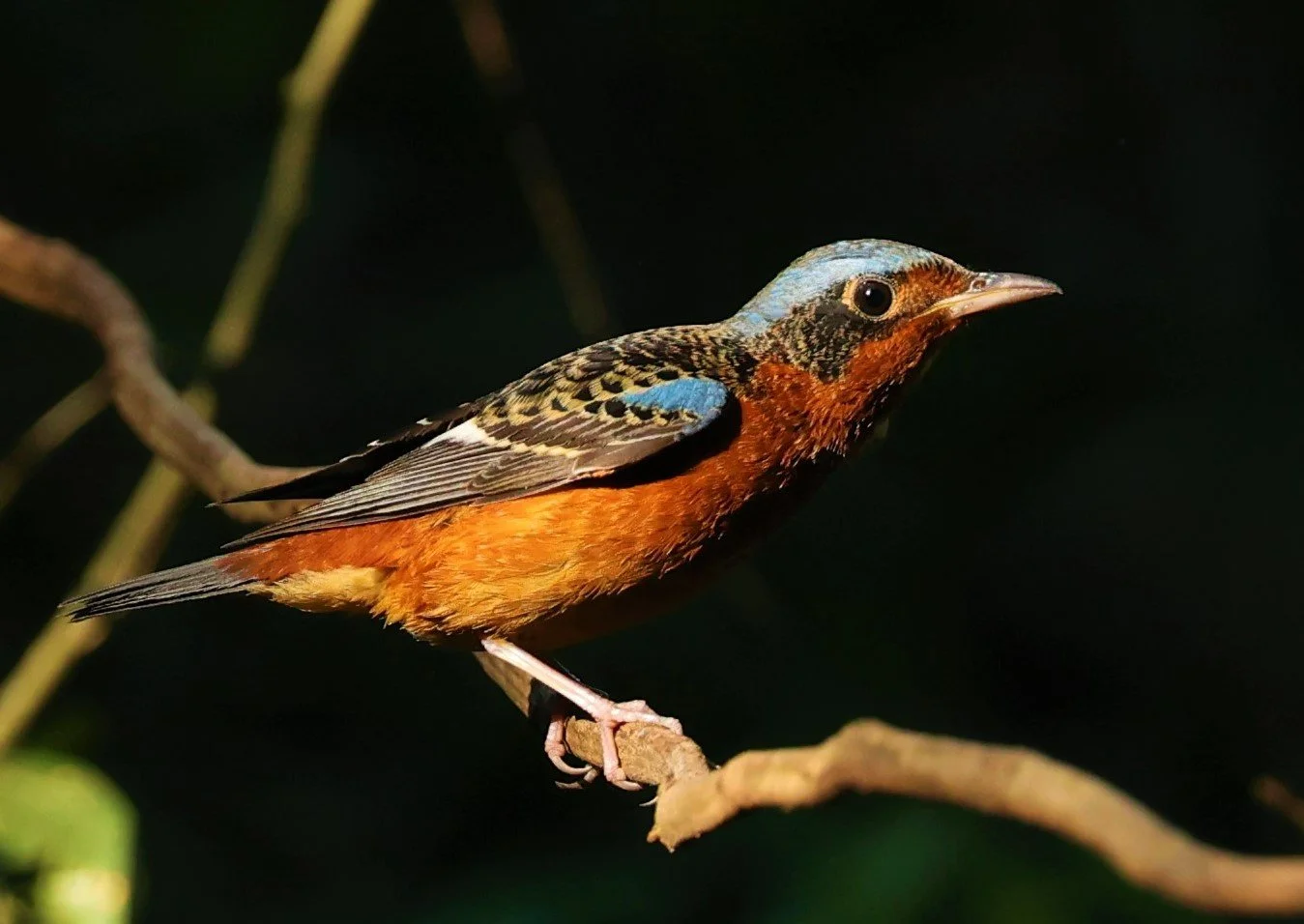 ROCK-THRUSH - WHITE-THROATED ROCK-THRUSH - Monticola gularis - WAT THAM PRATHUM CHONBURI JAN 30 2022 (36).jpg