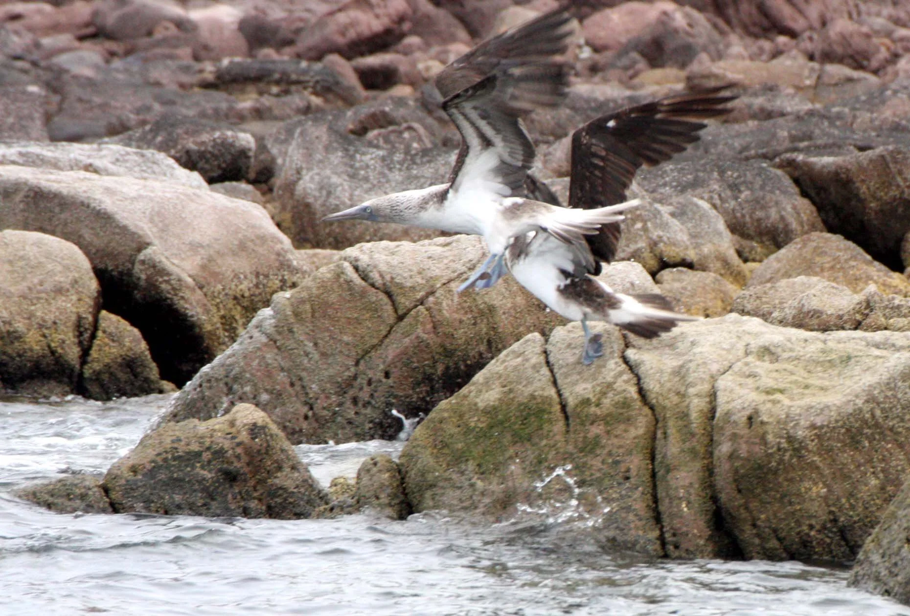 Blue-footed Booby (Sula nebouxii) Isla Montserrat, off Punta Norte, Baja Mexico (16).JPG