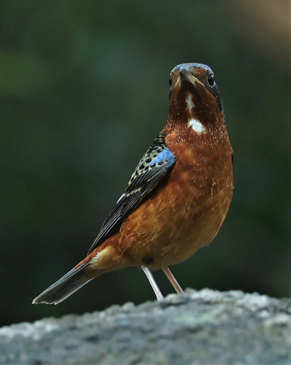 ROCK-THRUSH - WHITE-THROATED ROCK-THRUSH - Monticola gularis - WAT THAM PRATHUM CHONBURI JAN 30 2022 (123).jpg