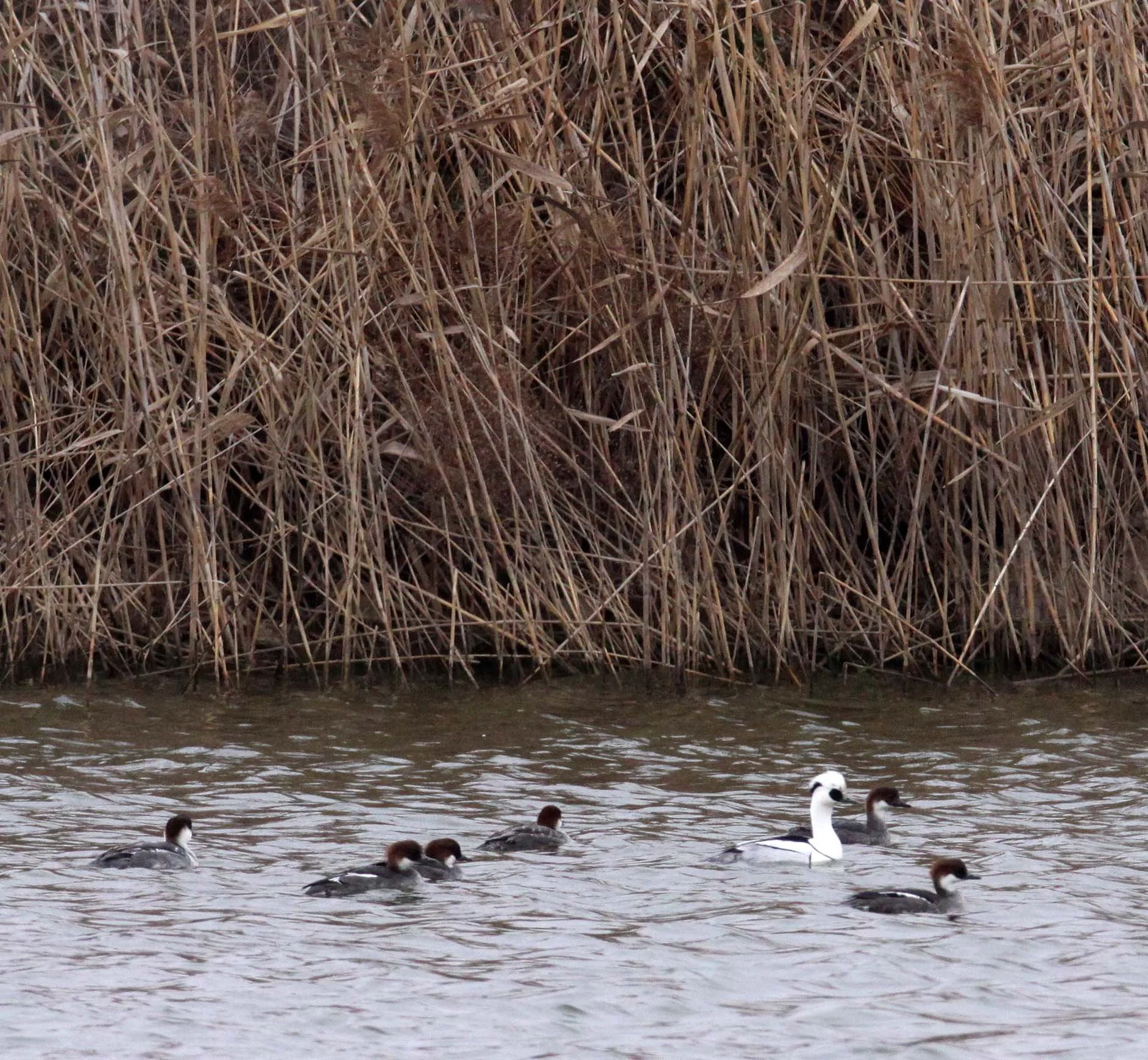 SMEW - Mergellus albellus - YANCHENG CHINA (17).JPG